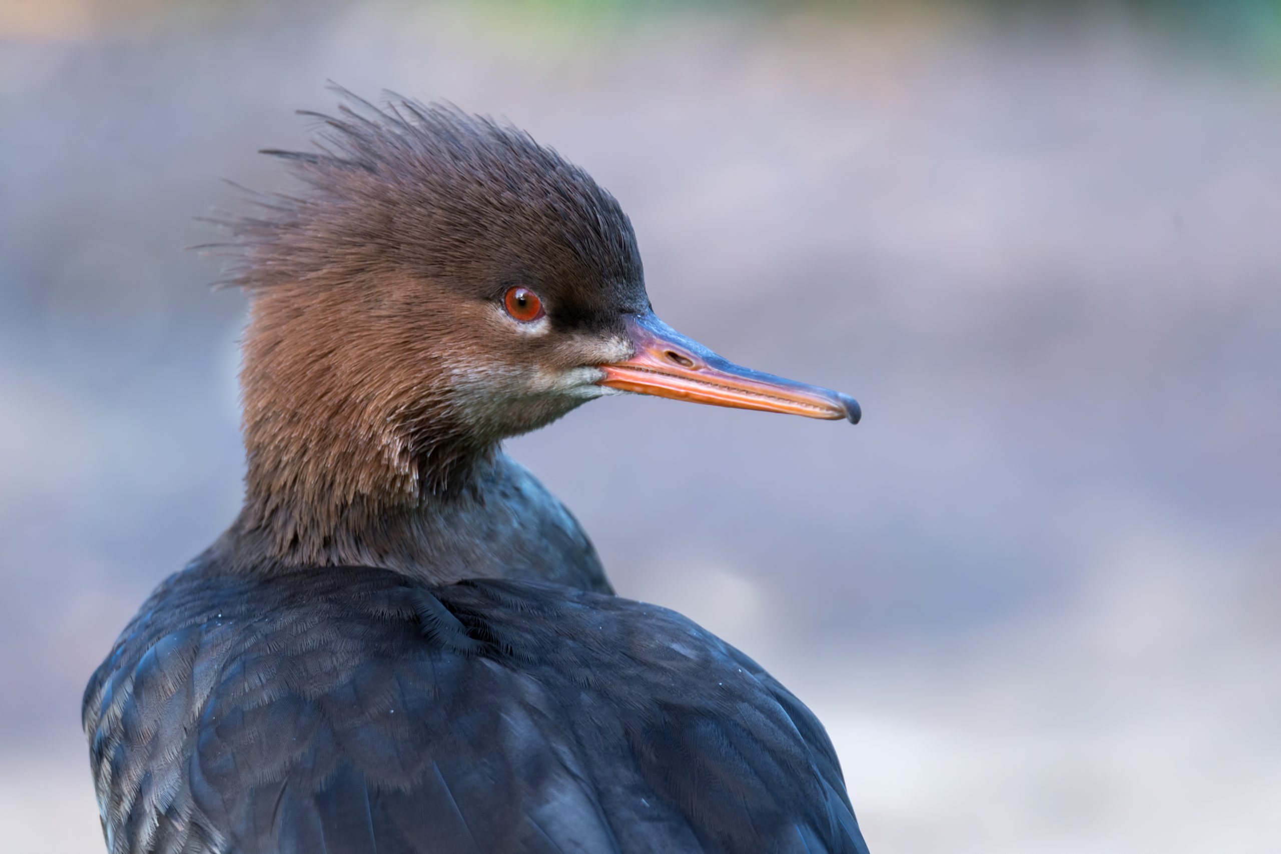 3 fåglar att fotografera i vinter