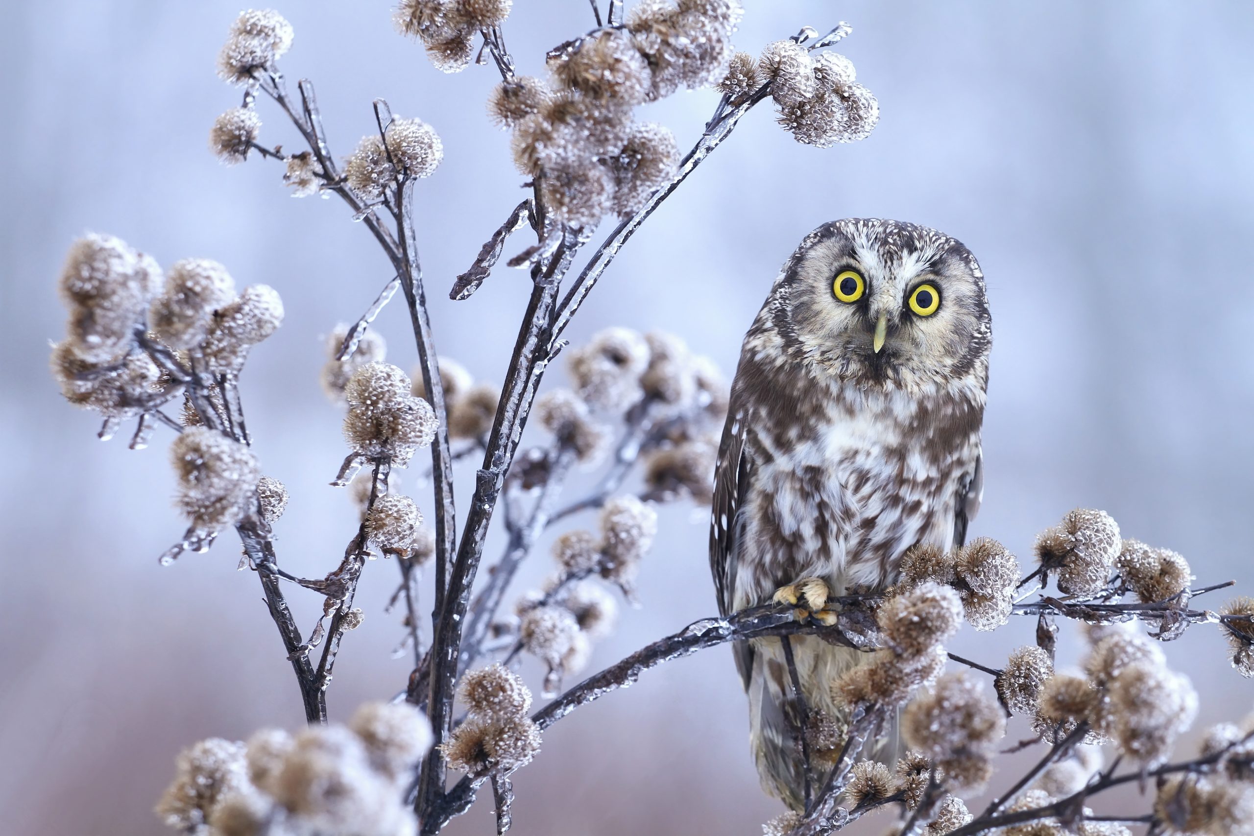 3 fugler du kan fotografere i vinterhalvåret
