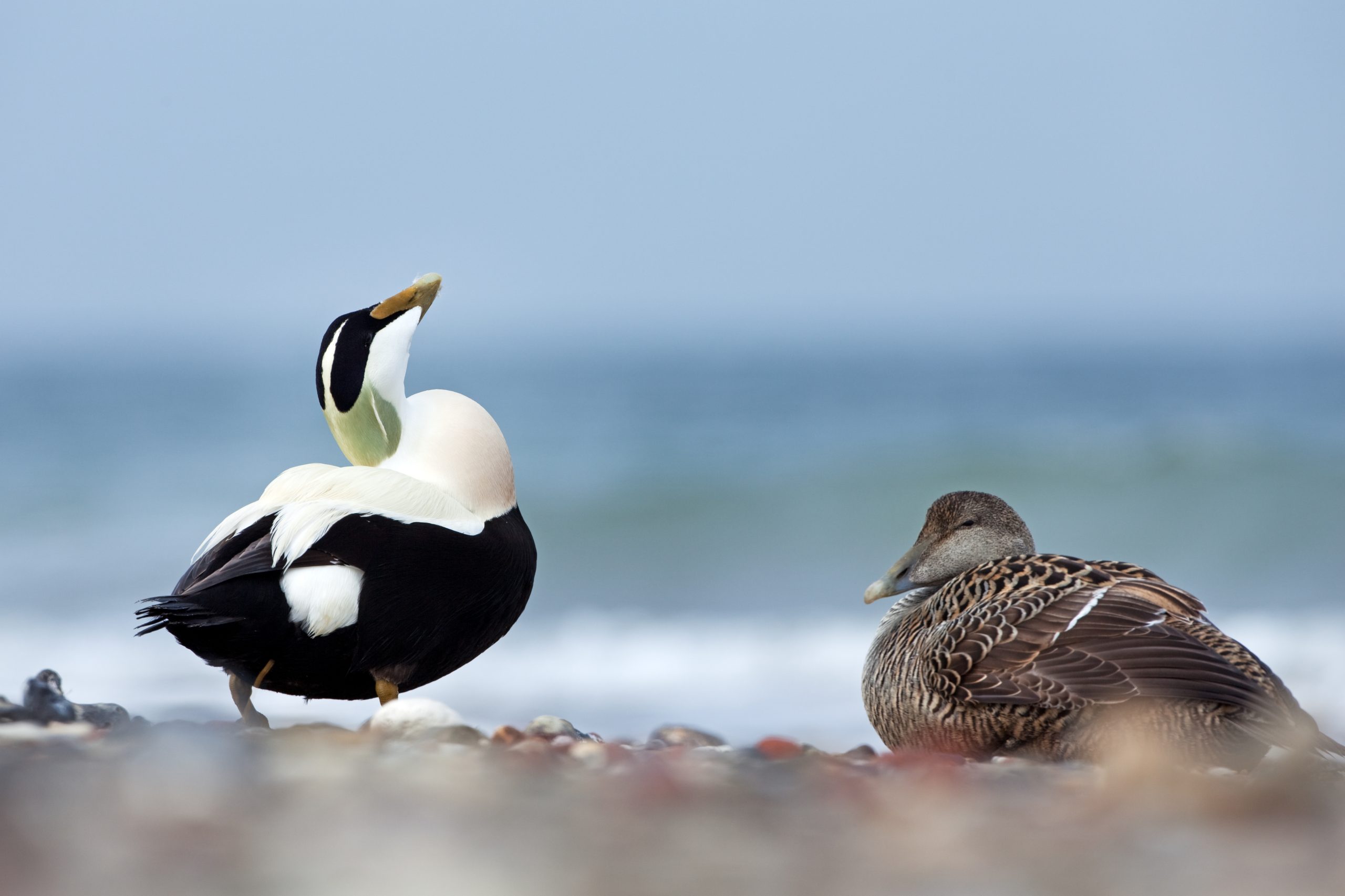 3 fugler du kan fotografere i vinterhalvåret