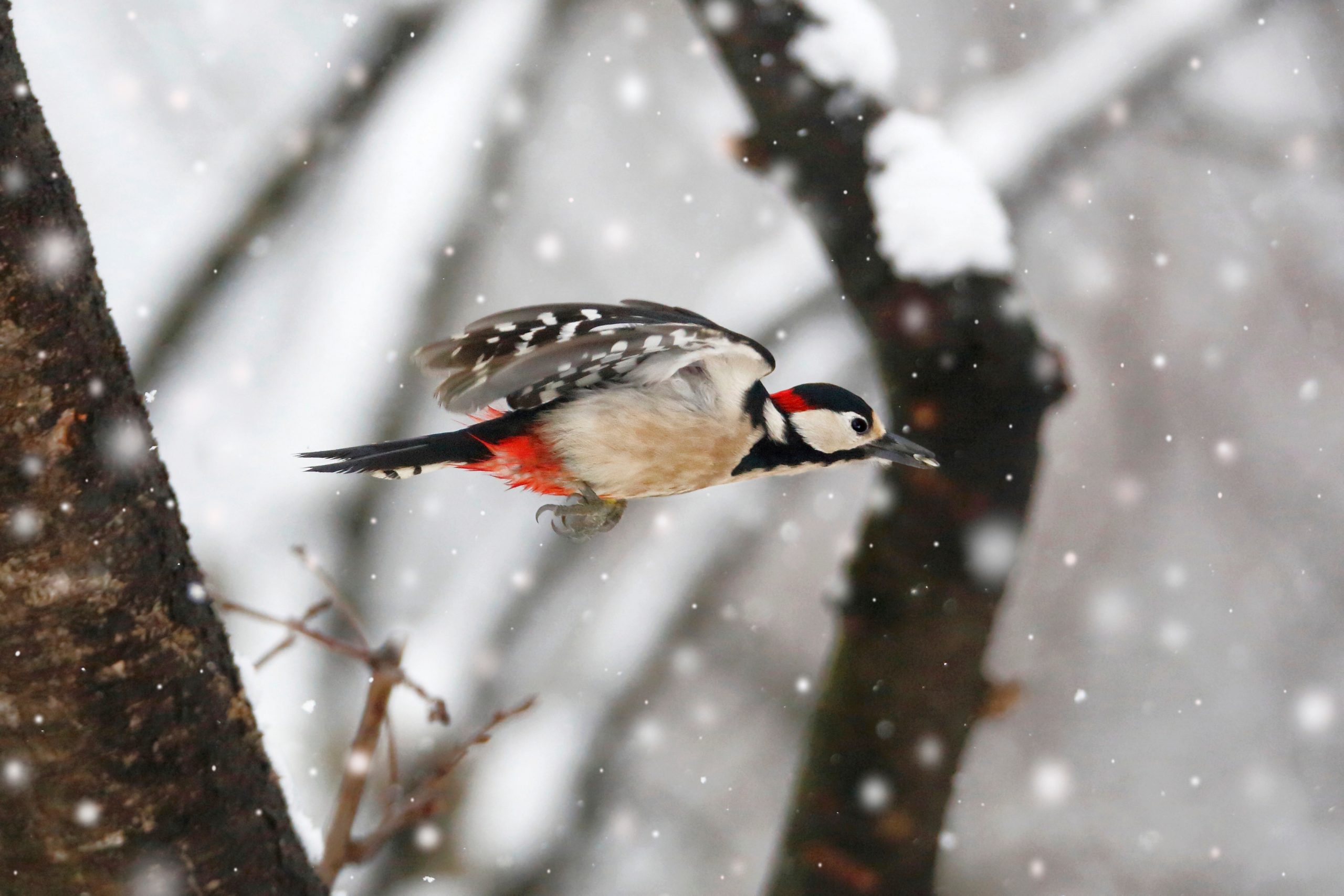 3 helposti kuvattavaa talvilintua