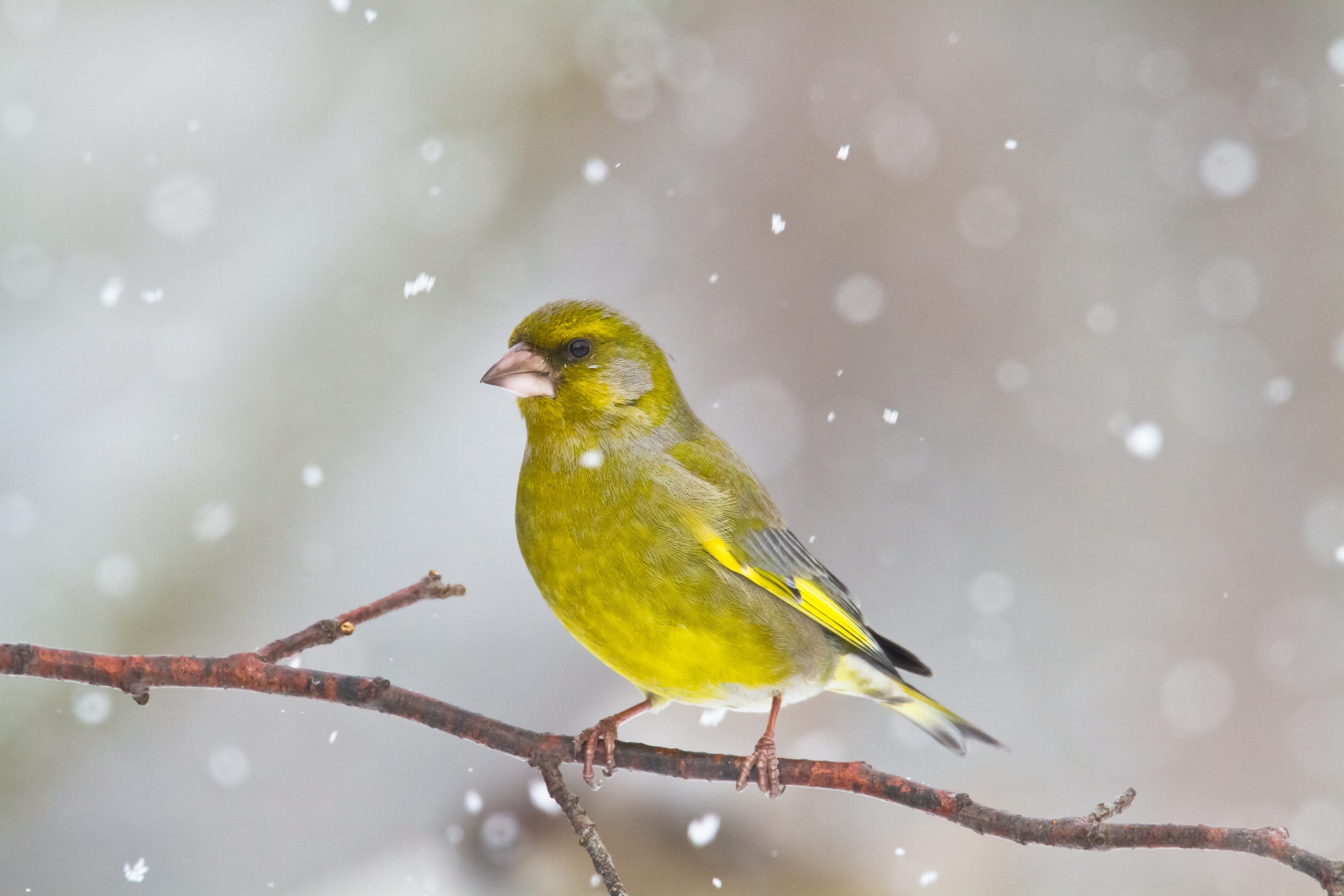 3 helposti kuvattavaa talvilintua