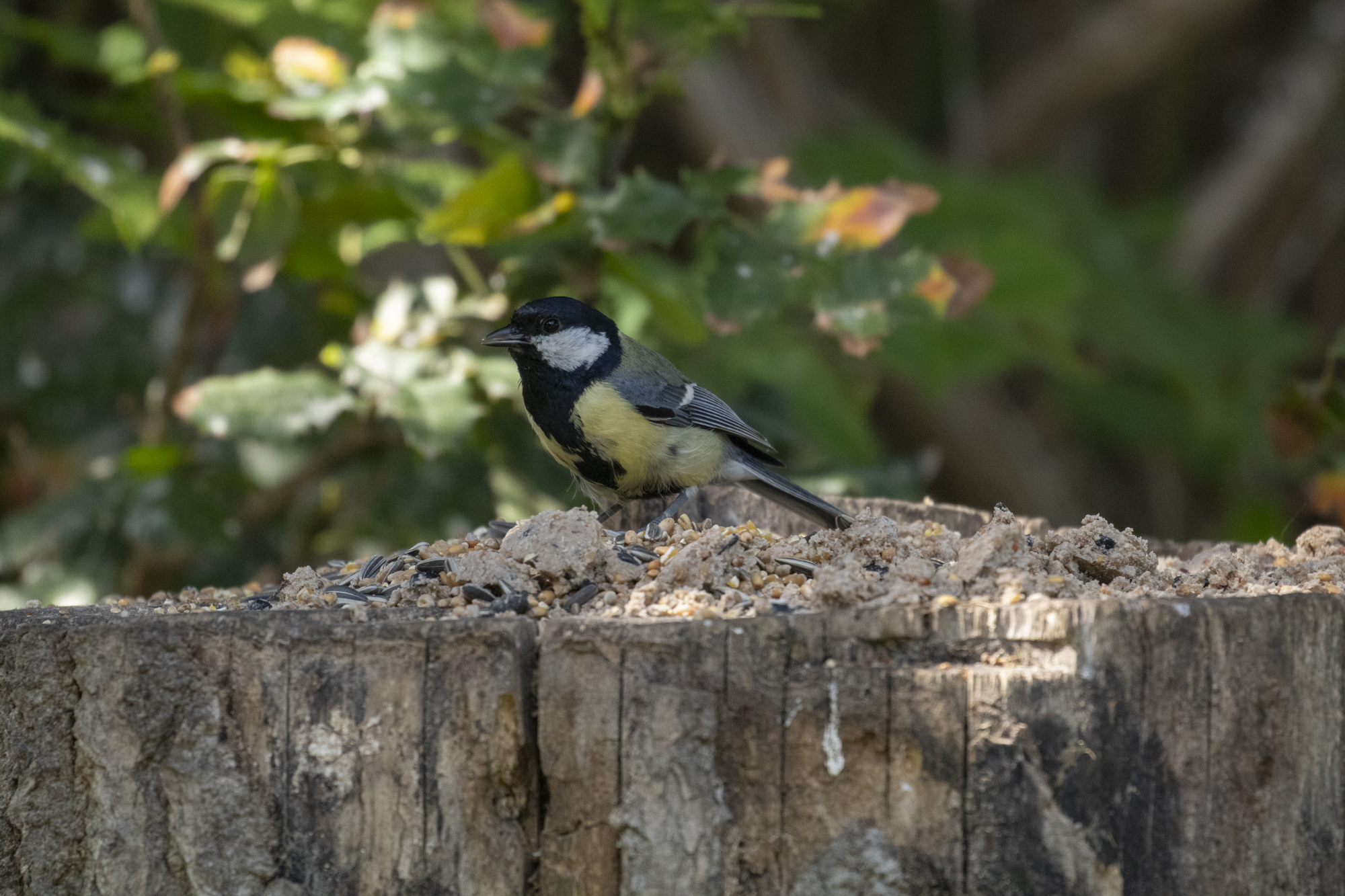 Fågel vid matningsstation