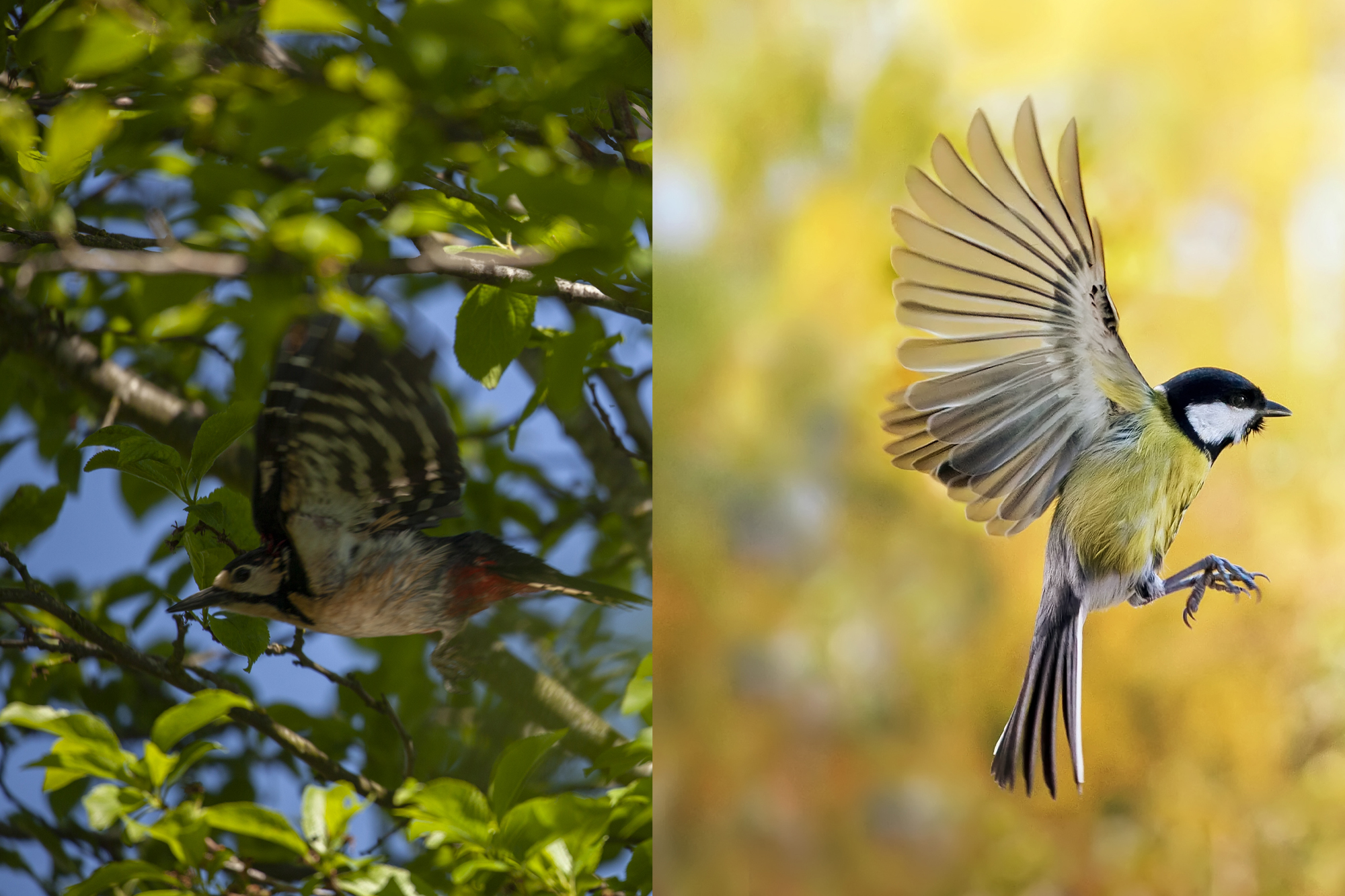 Sammenligning av et vellykket og mindre vellykket fuglebilde