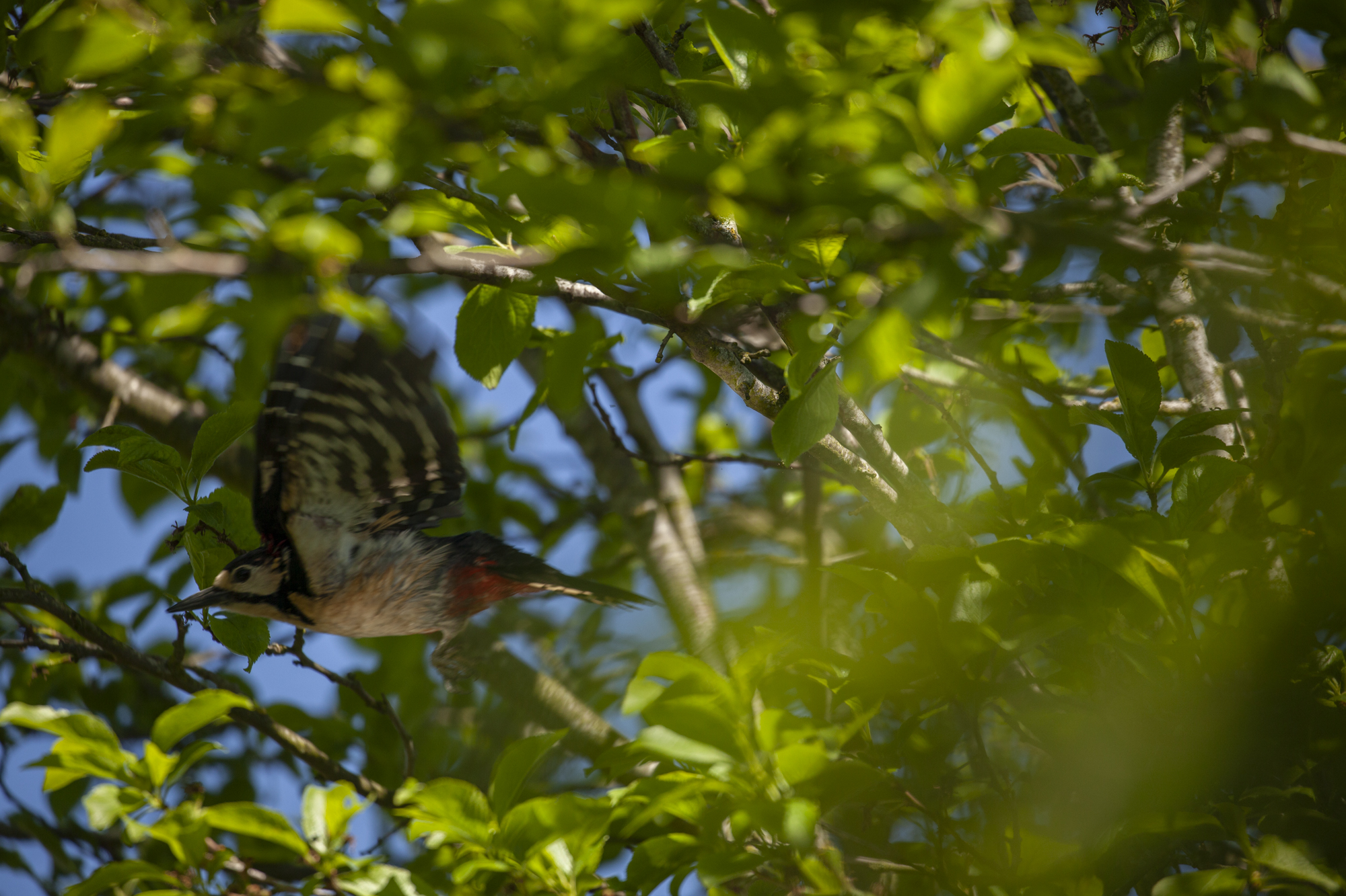 Sløret fugl i trækronee