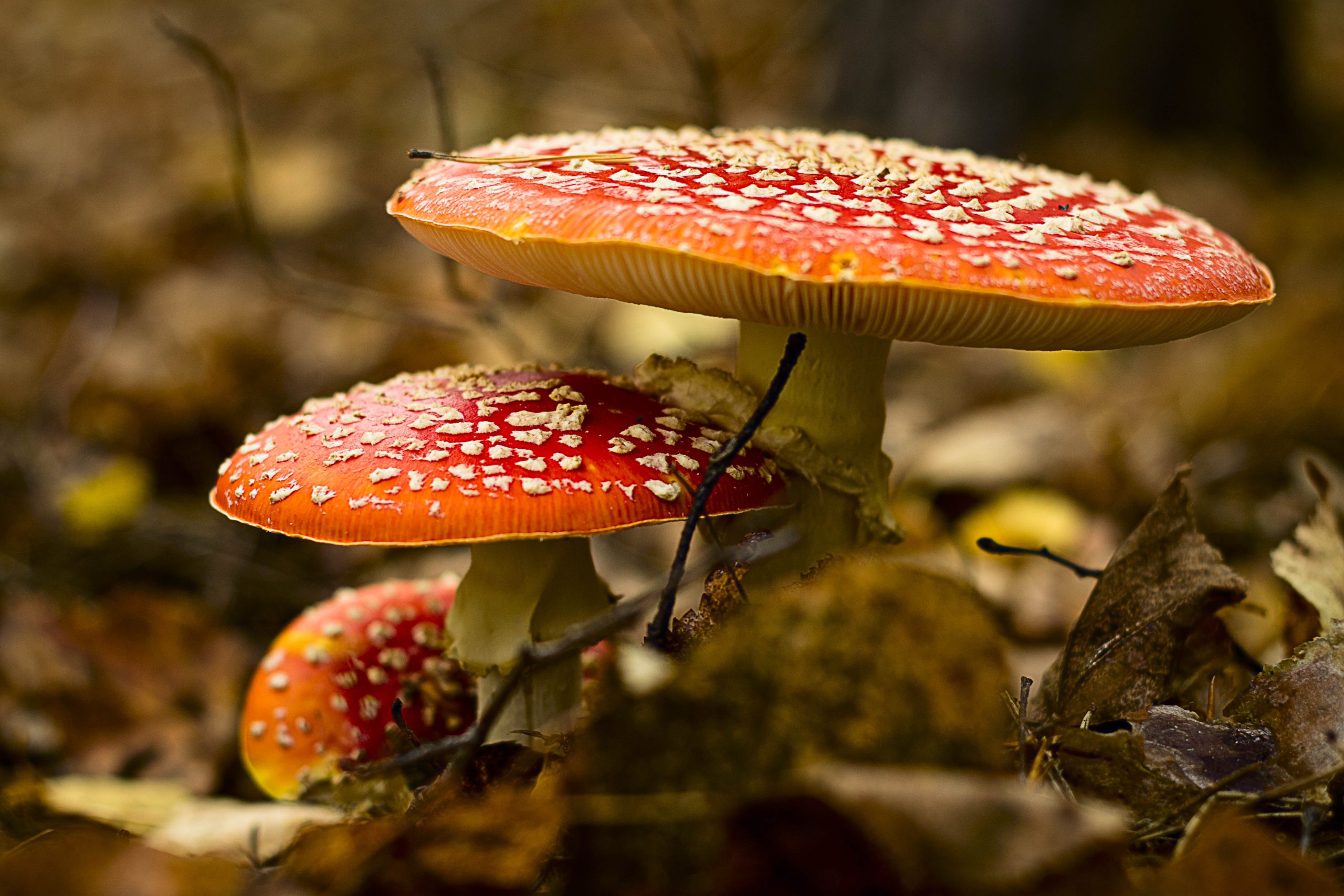 Ta vackra och annorlunda bilder av hösten