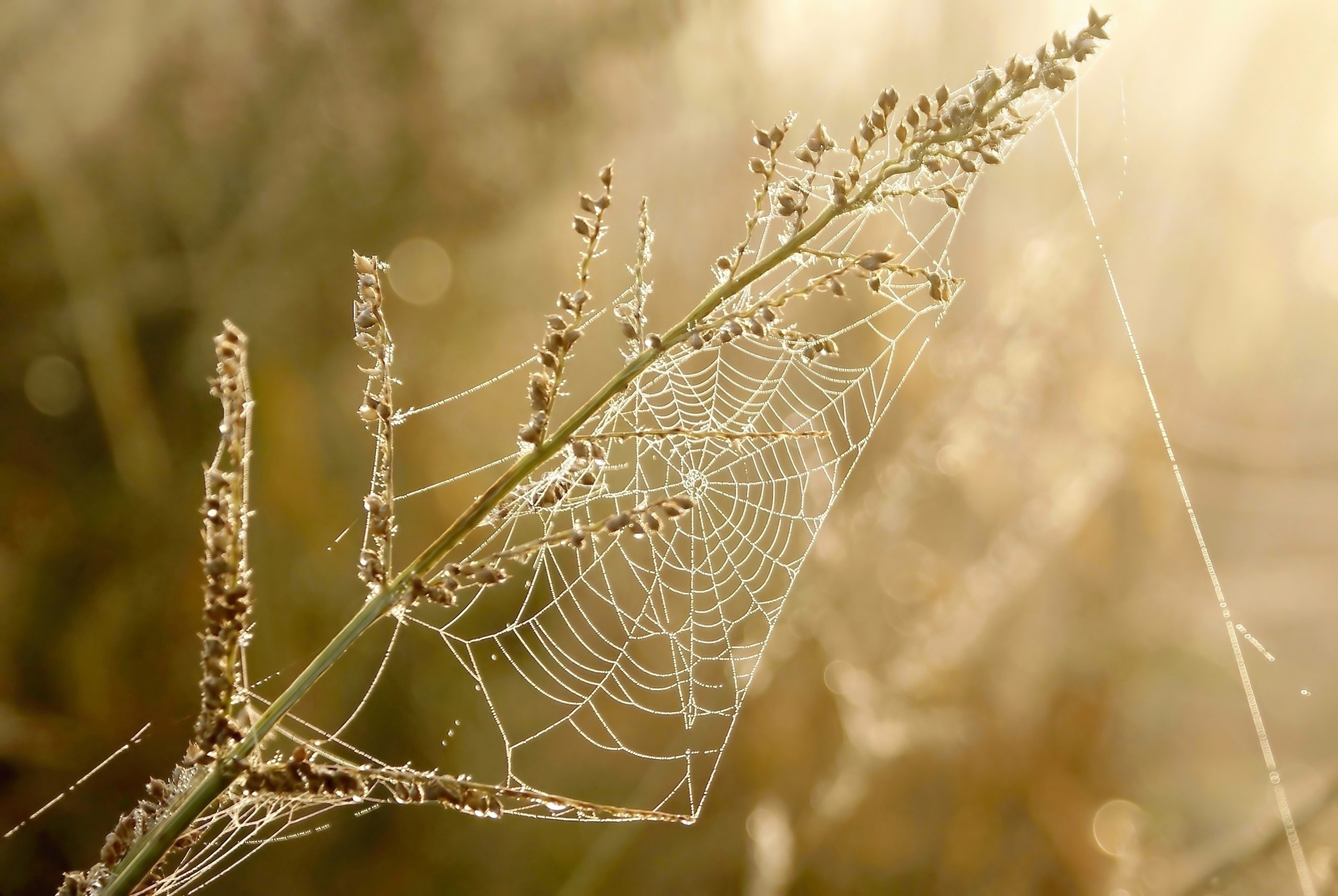 Erilaisia syksyisiä kuvia