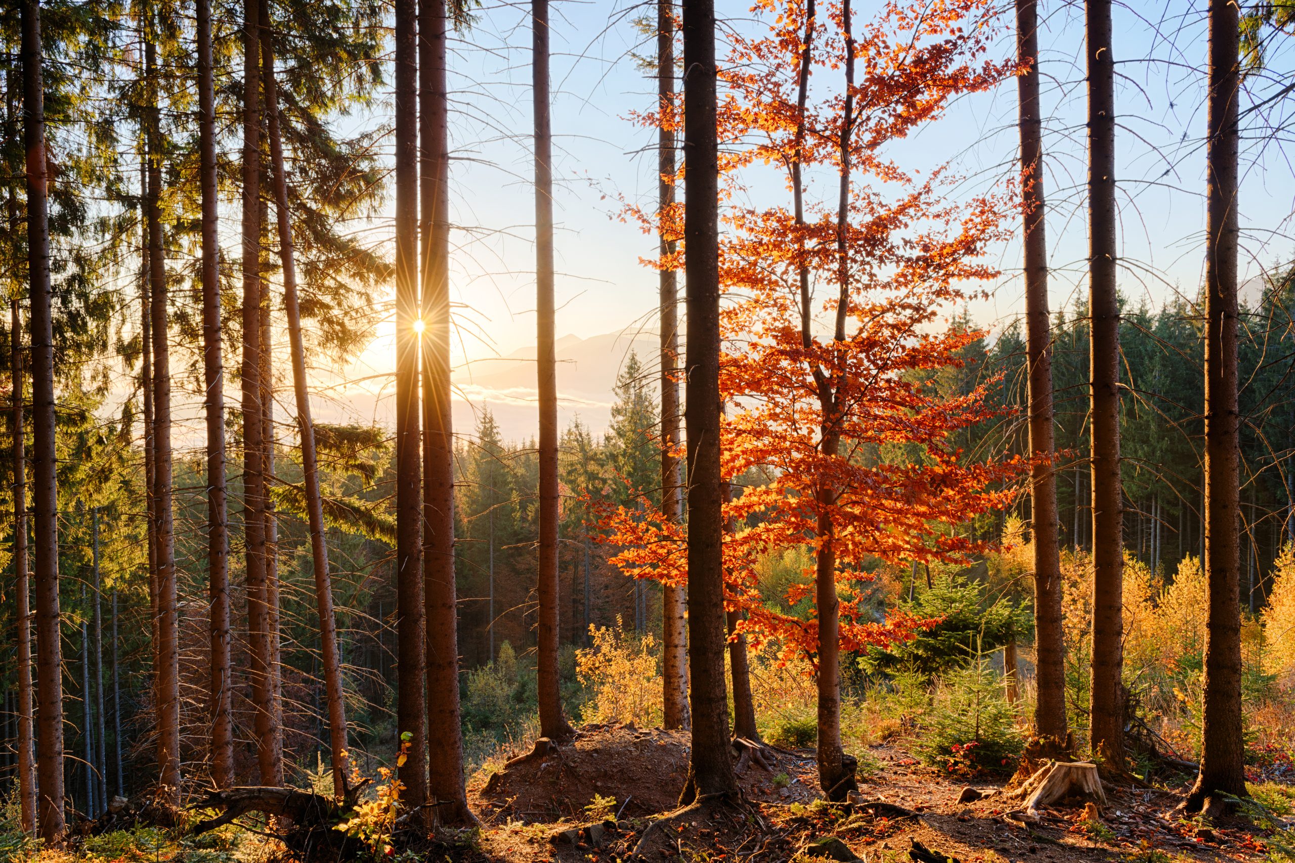 Erilaisia syksyisiä kuvia