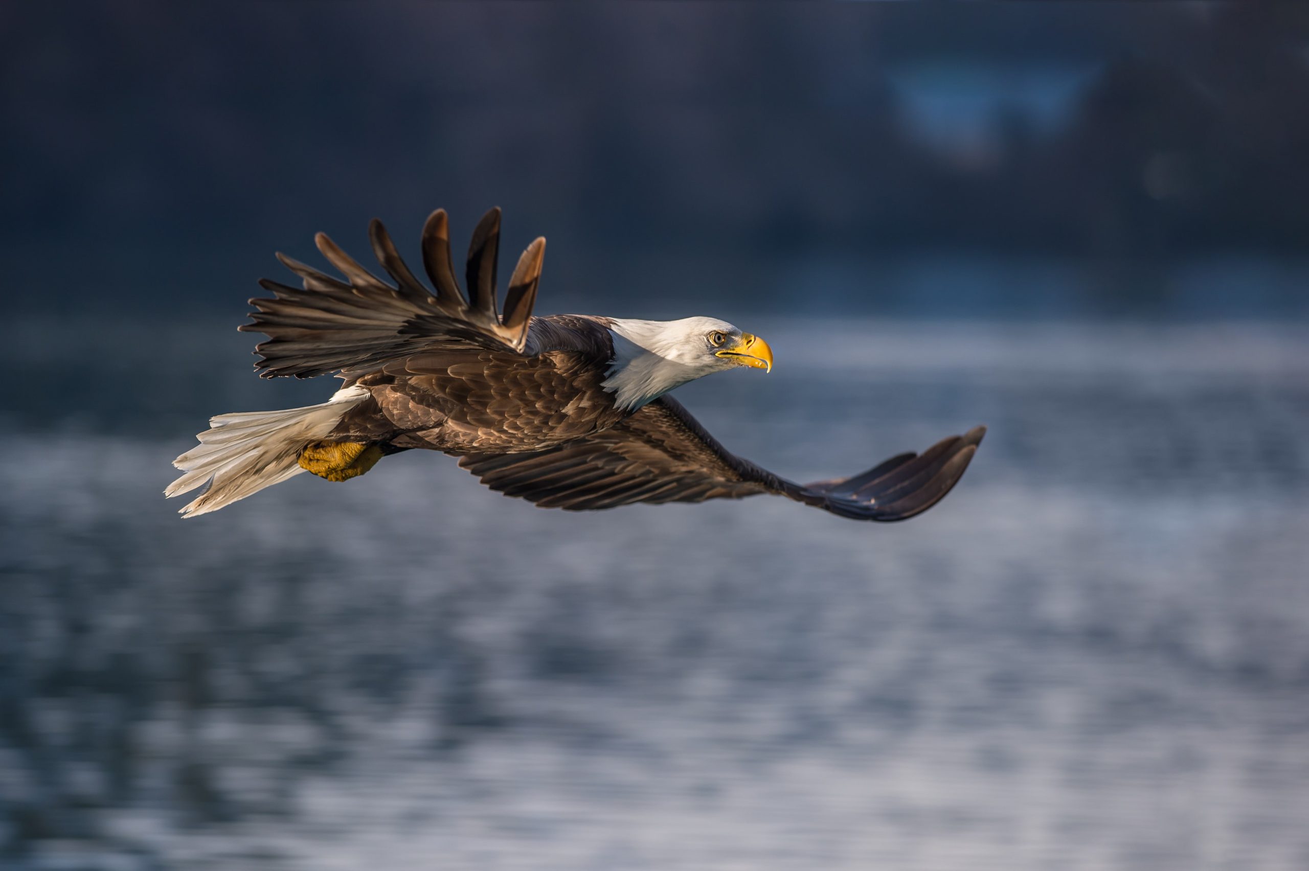 Fågelfotografering örn