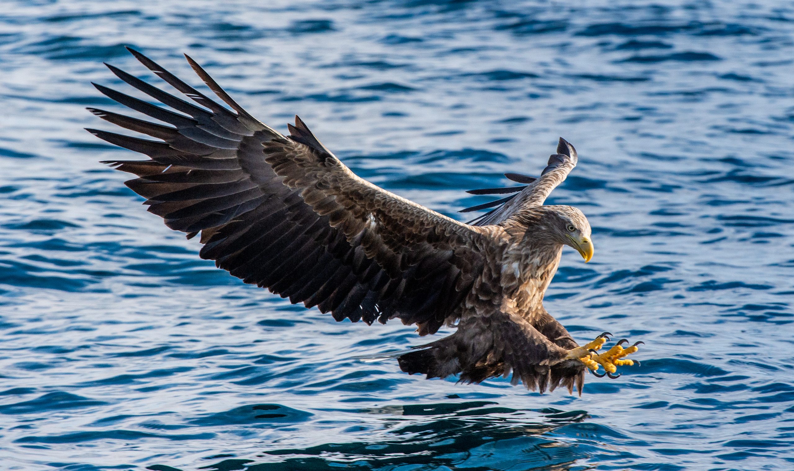 Örn på väg mot sitt byte vid vattenytan