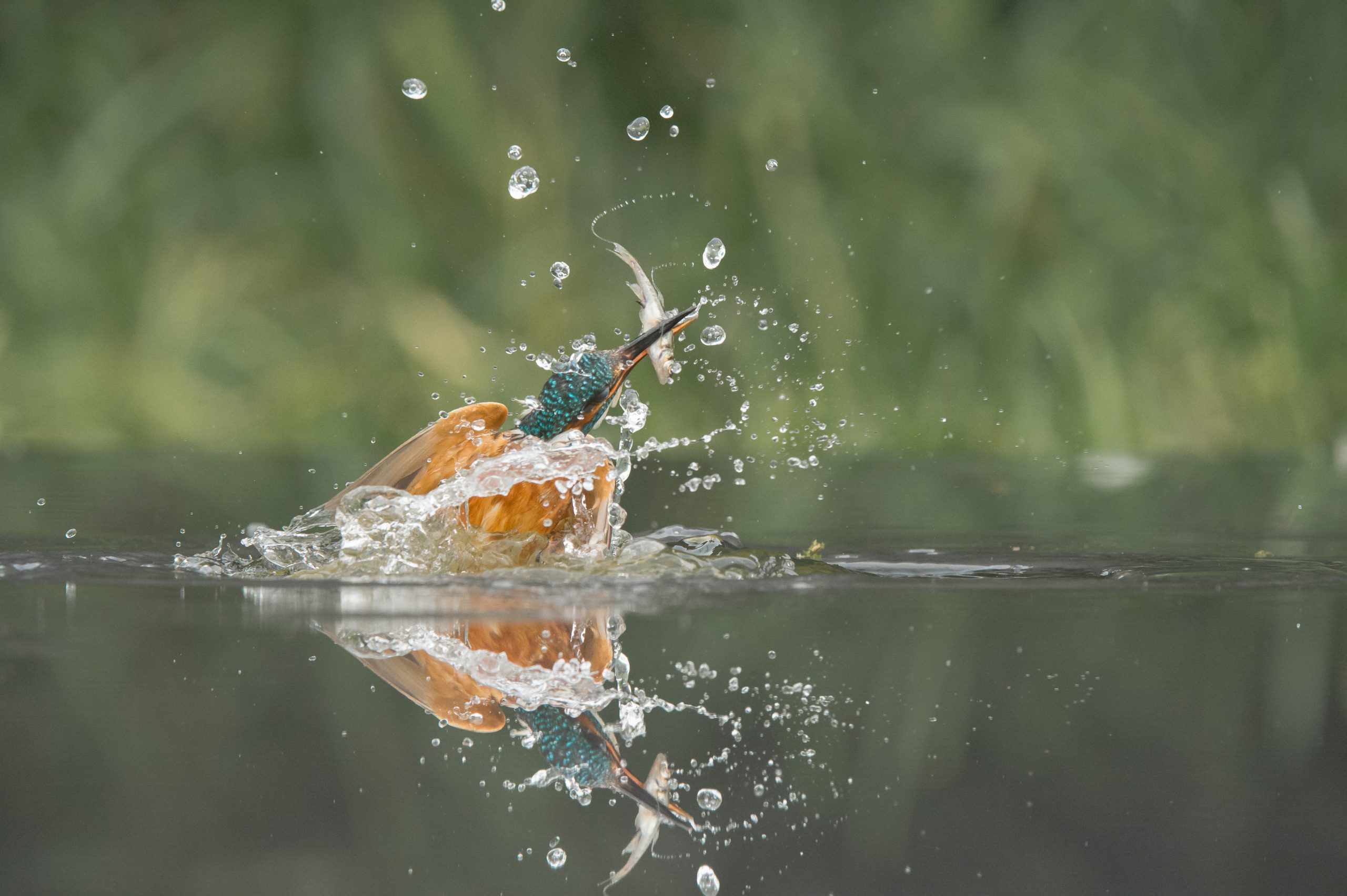 Isfugl fanger småfisk i vannoverflaten.