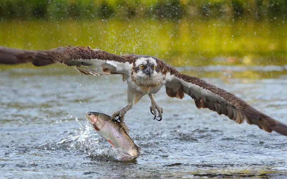 Lentävä lintu nappaa taimenen vedestä.