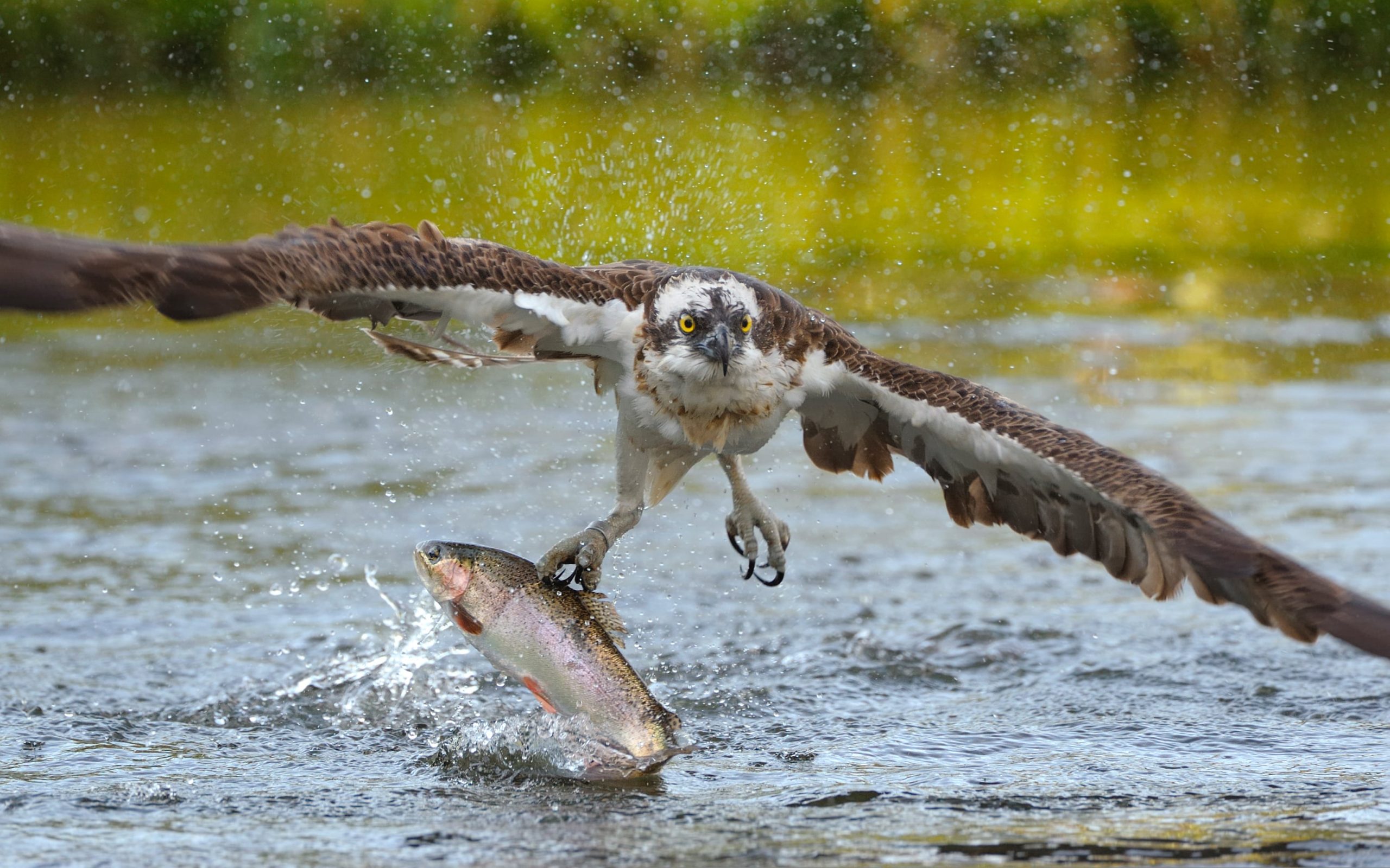 Fugl i flugt fanger ørred i havoverfladen