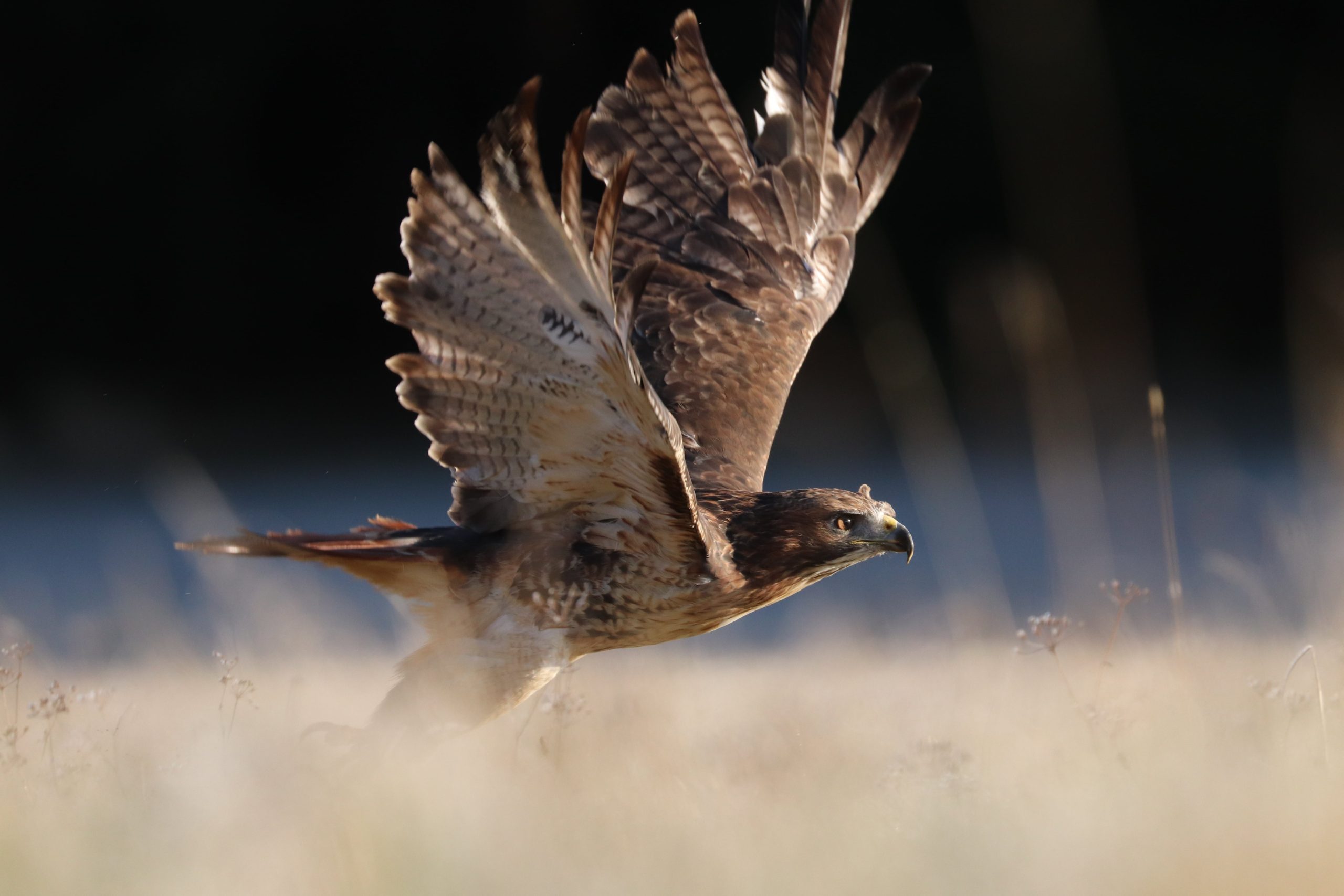 Ørn letter fra græsset.