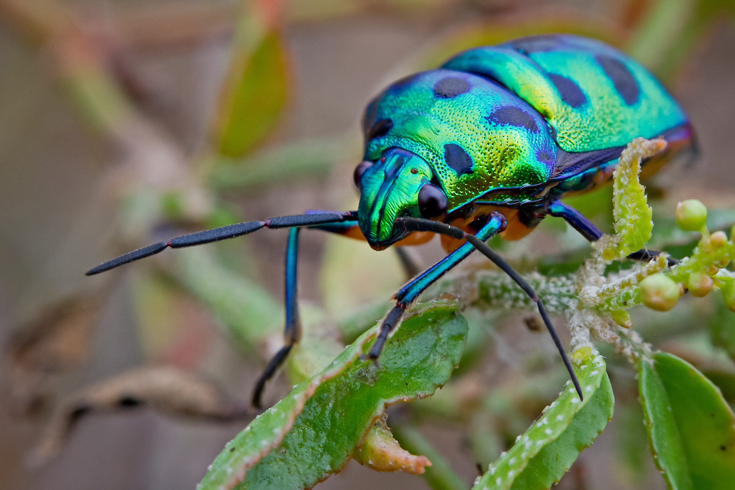 Skalbagge på kvist.