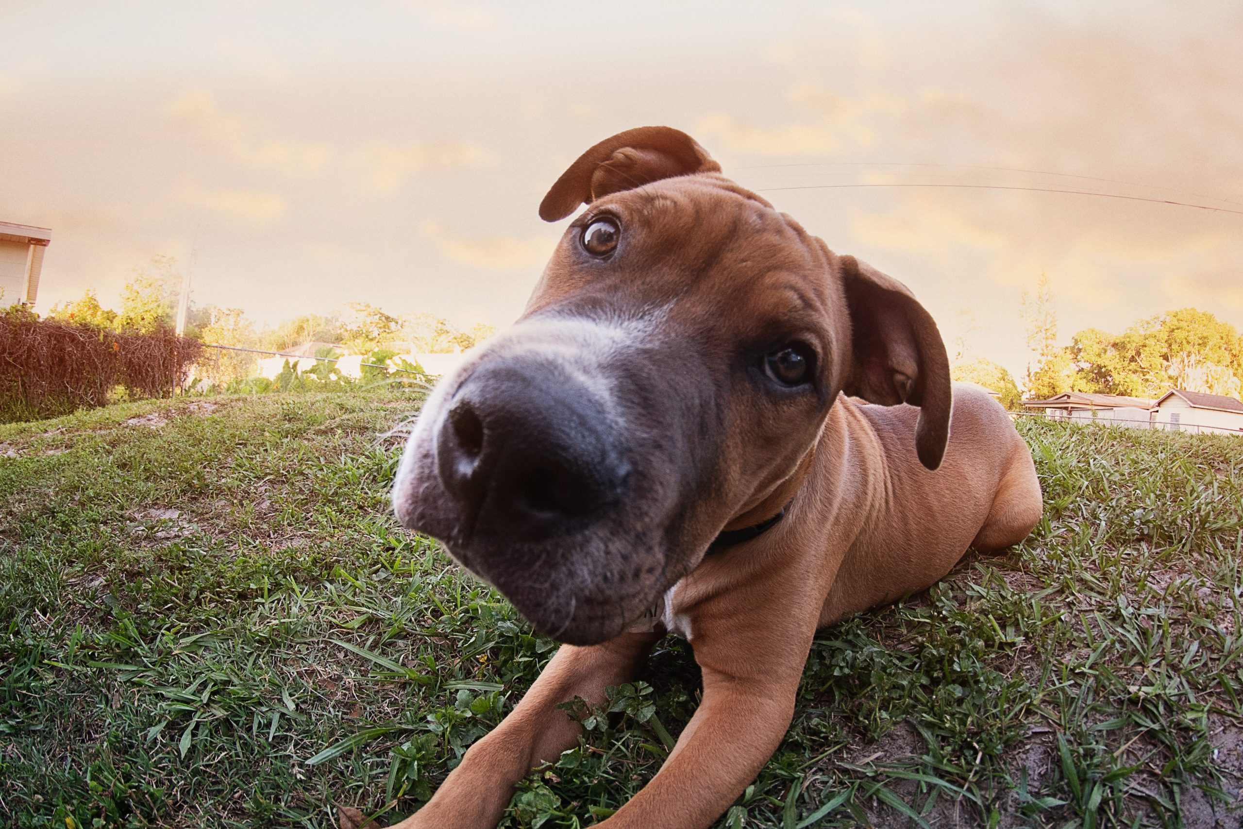 Bild av hund tagen med fisheye.