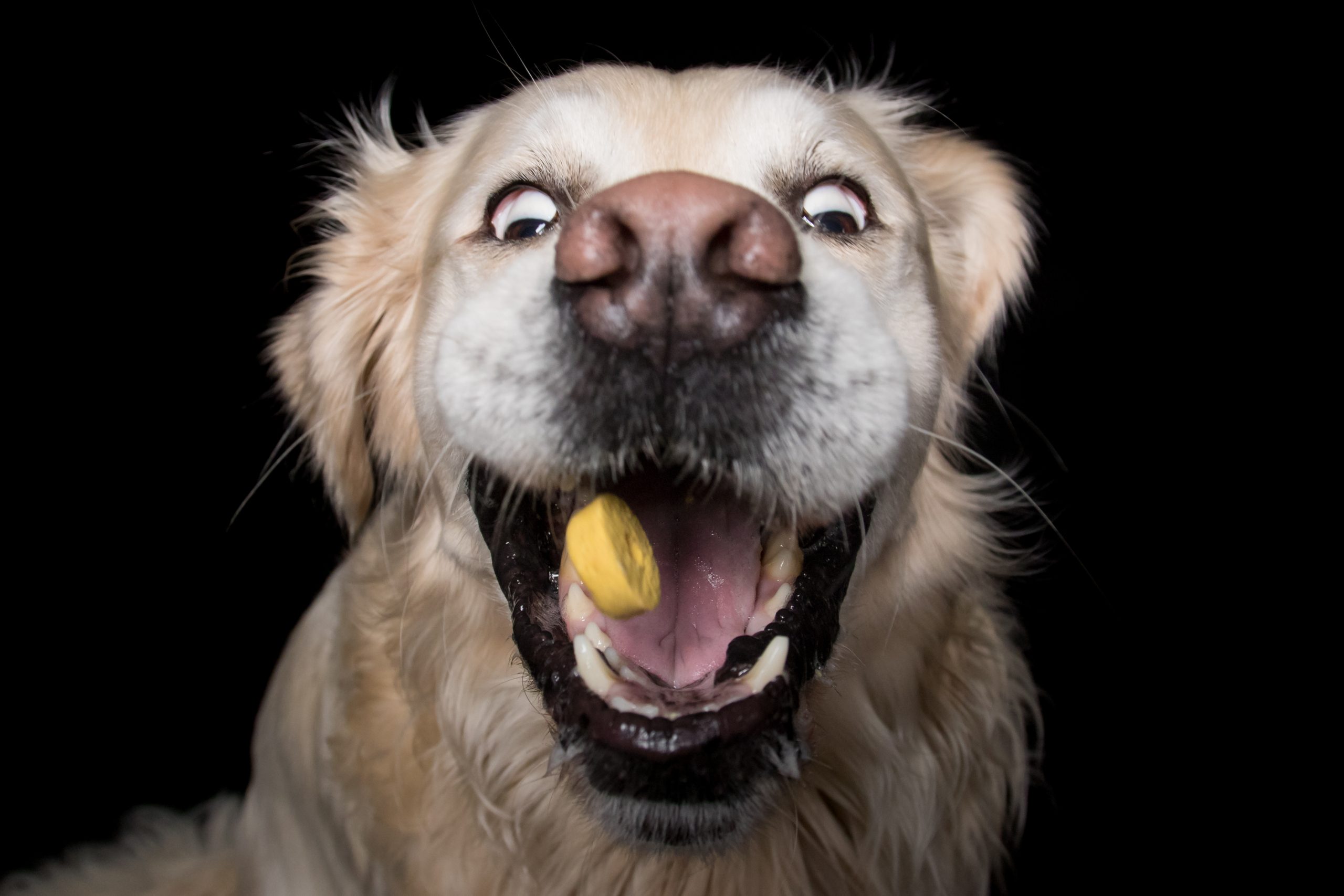 Hund fångar en godisbit.