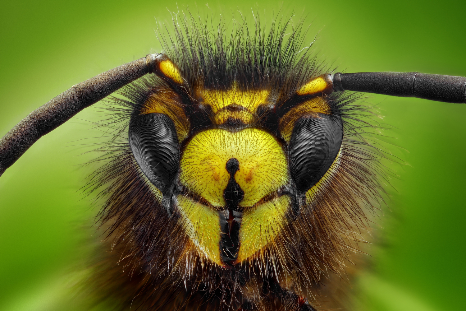 Makrokuva ampiaisesta