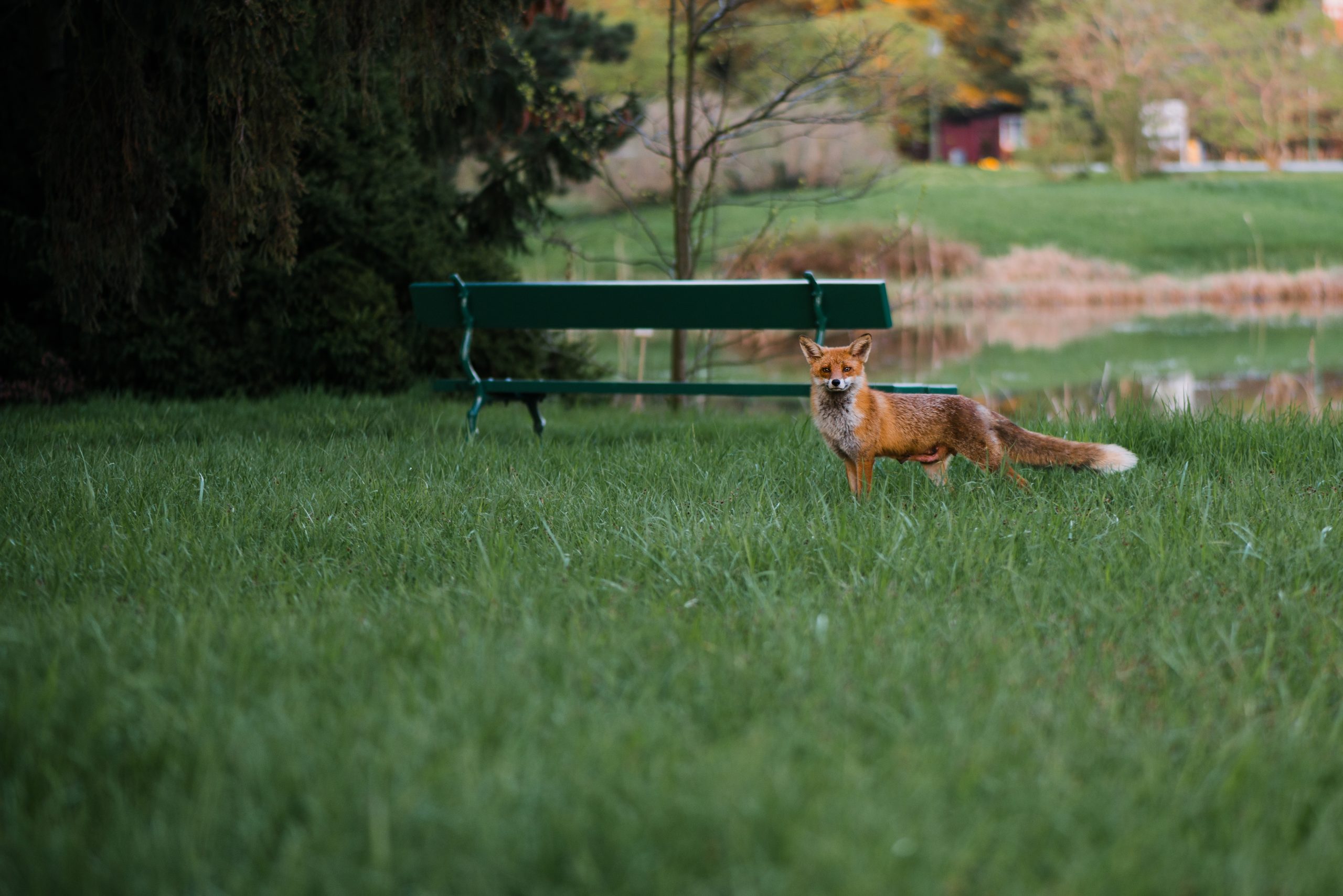 Tips vid fotografering av rävar