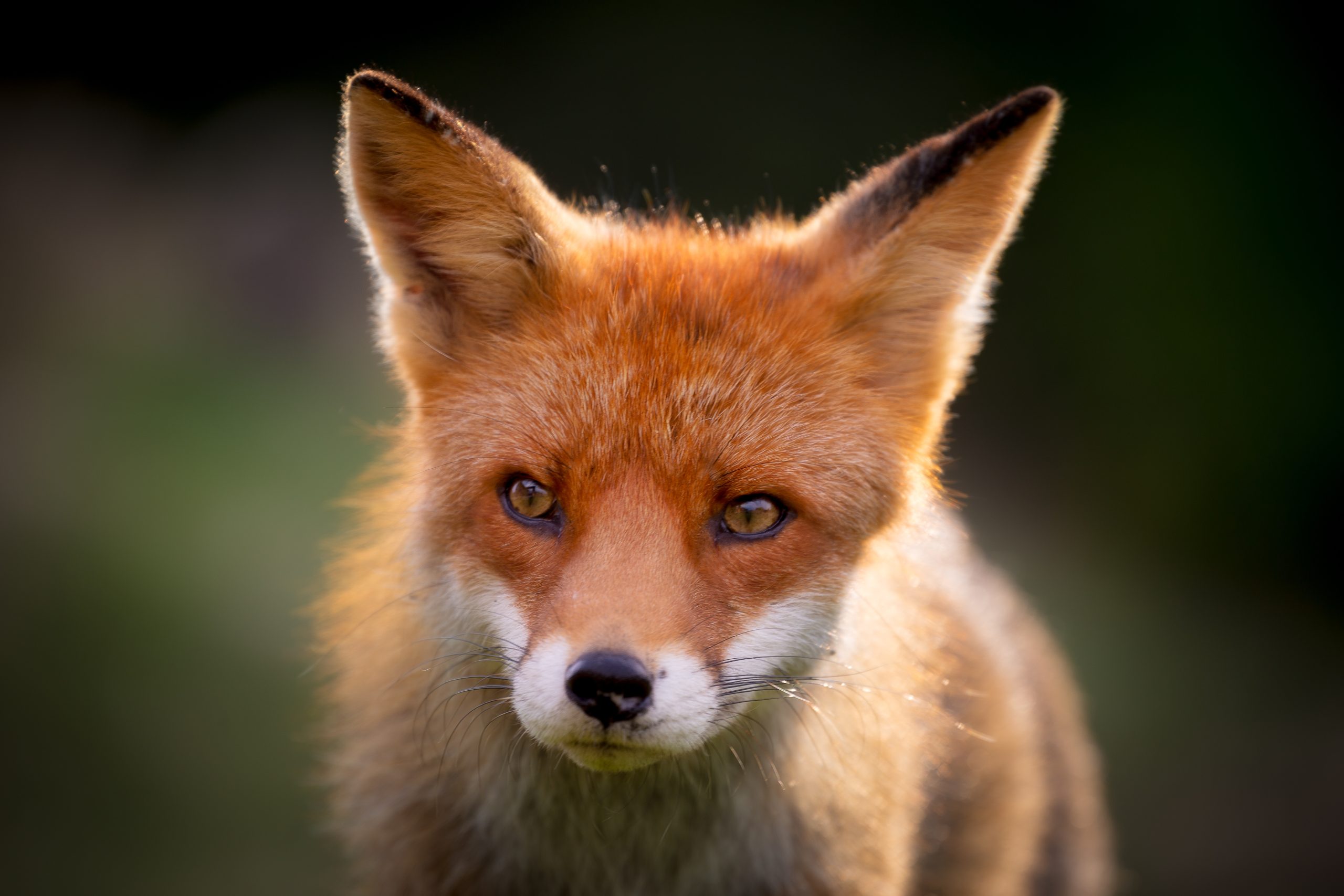 Vinkkejä ketun löytämiseen