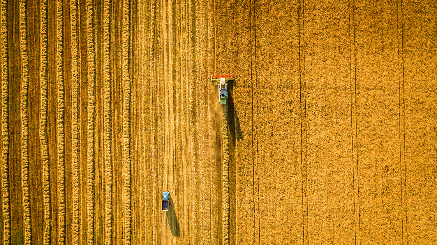 Bilde av skurtresker på åker