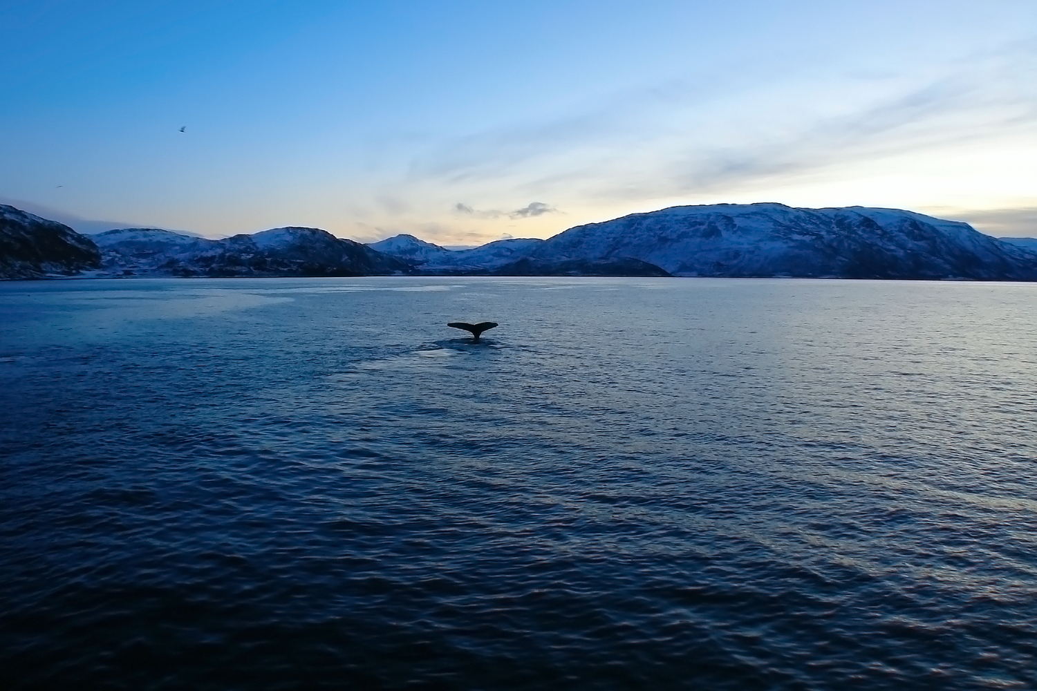 Hav og hval i blåtimen