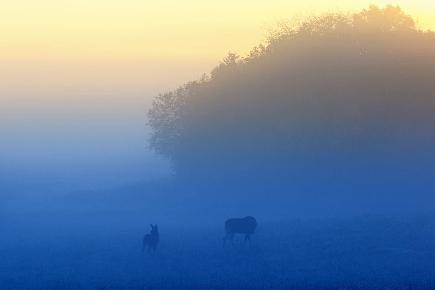 Dyr fotografert i blåtimen omgitt av tåke.