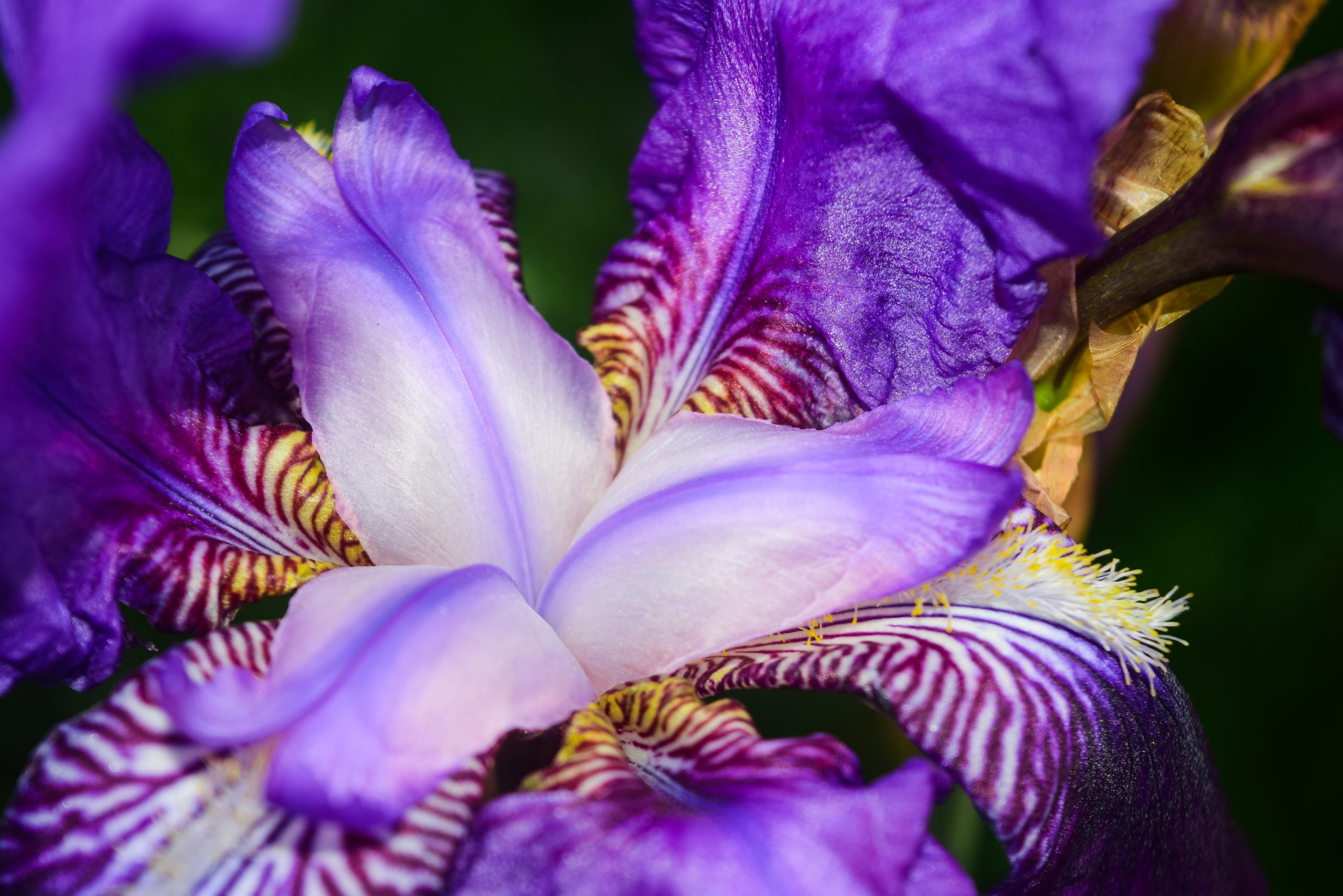 Blommande trädgårdsiris