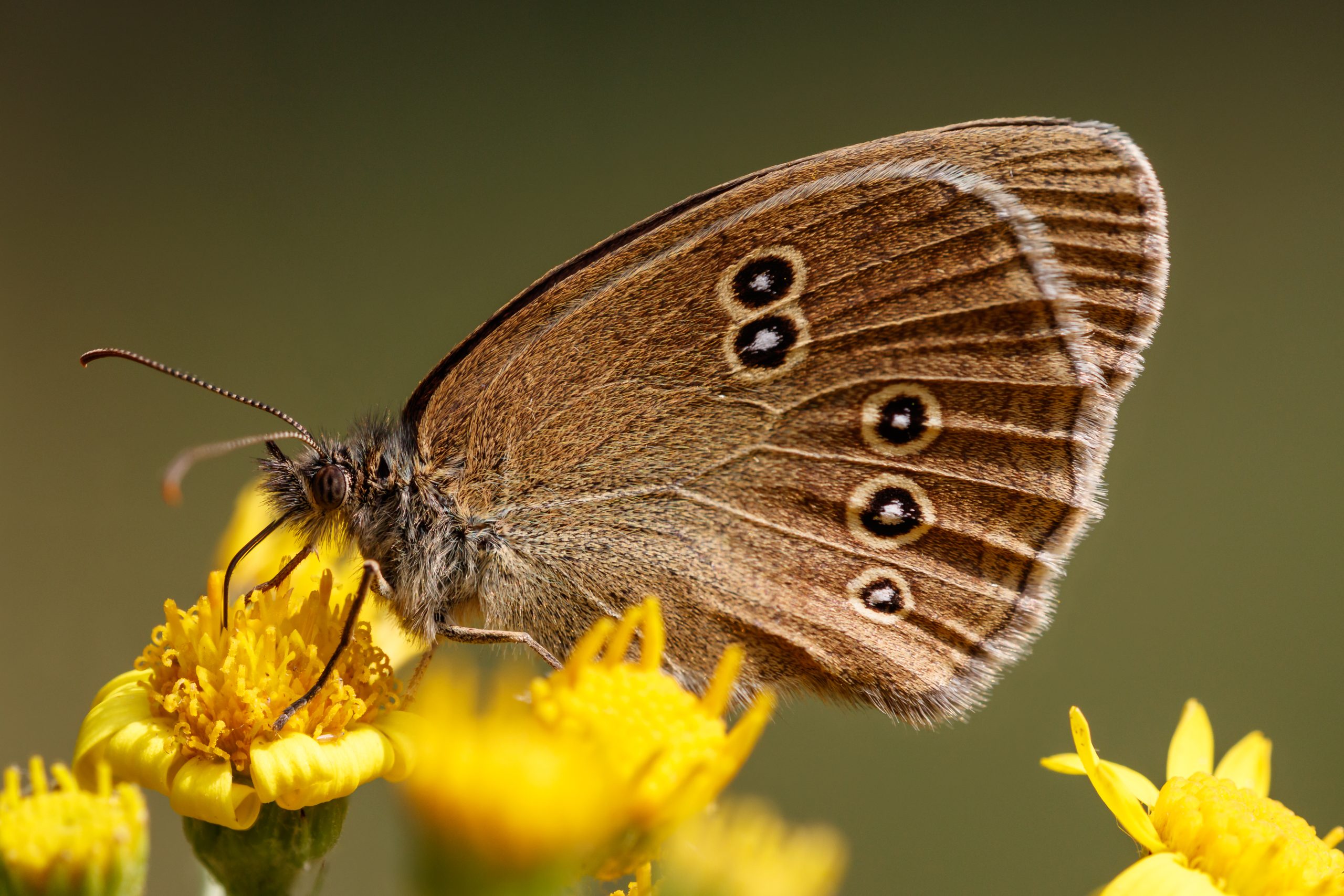 Luktgräsfjäril på blomma