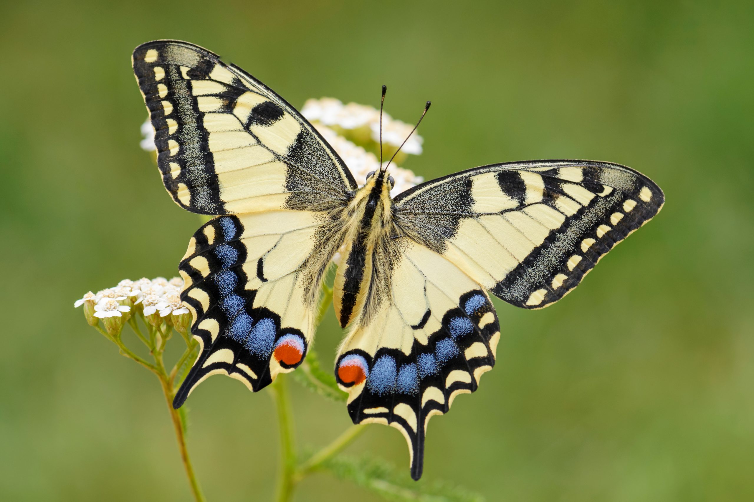Ritariperhonen (Papilio machaon)