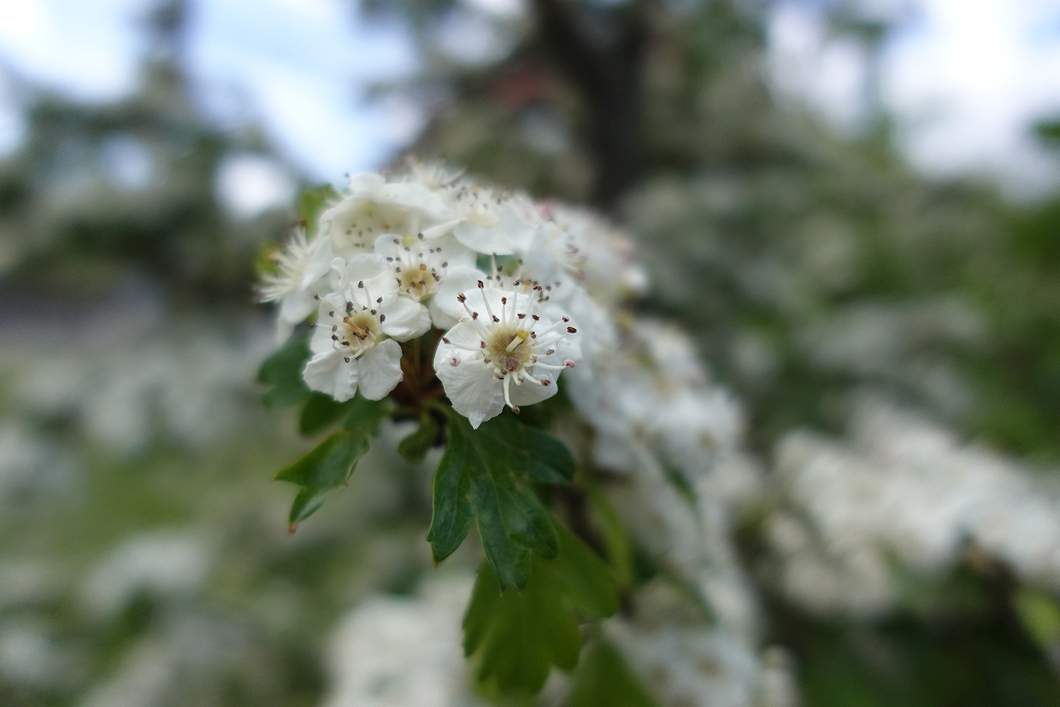 Bild tagen med Sony ZV-1