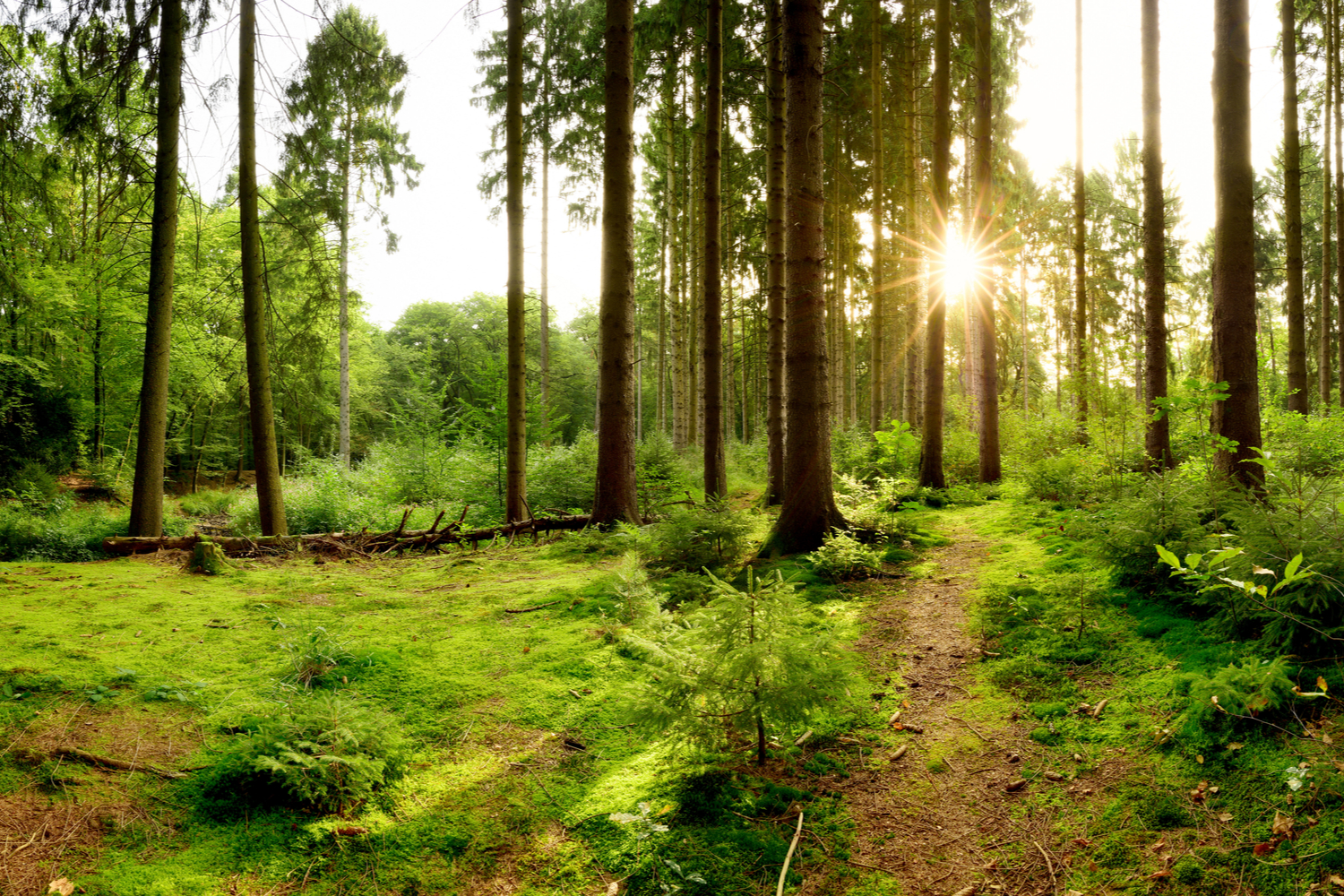 Landskapsbilde fra skogsområde