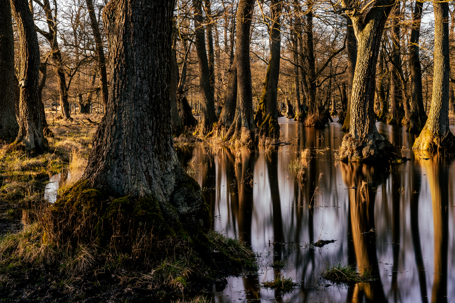 Alträd i vatten fotograferade vid lång slutartid