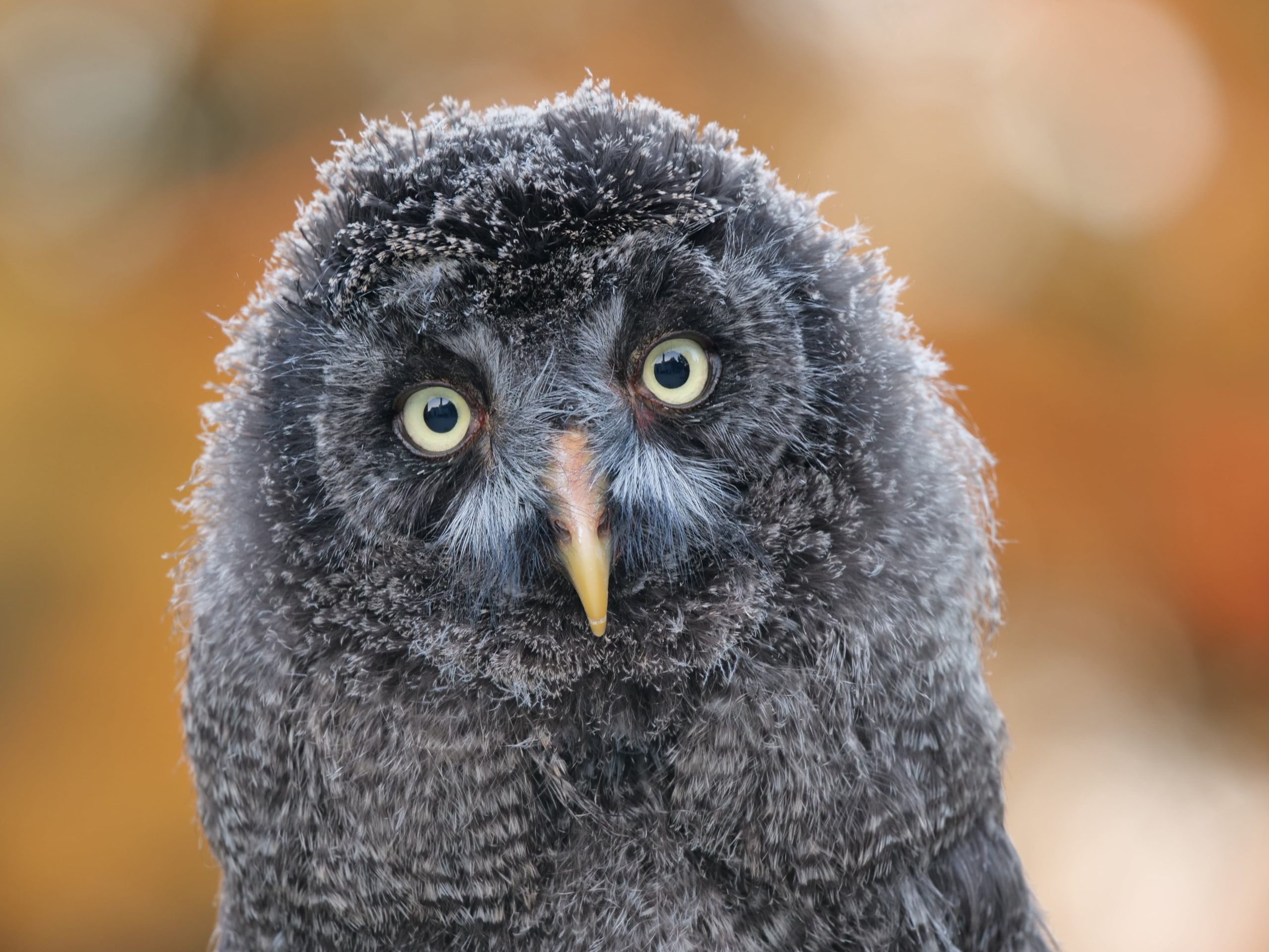 Långt tele objektiv djur