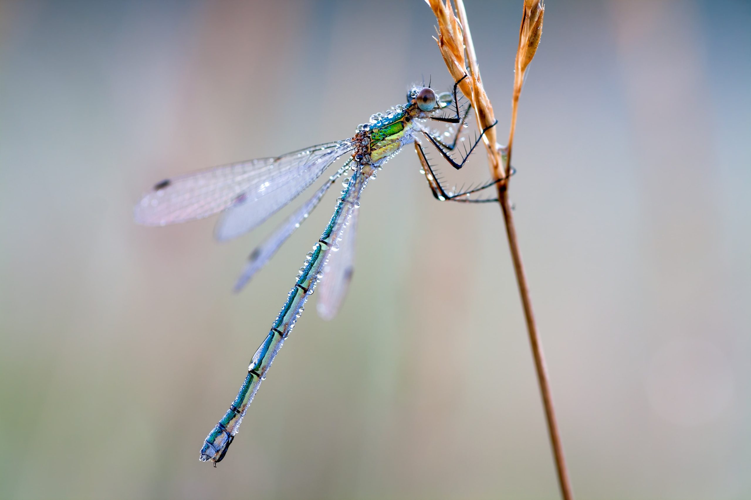 Makro-objektiivi sudenkorento vesipisarat