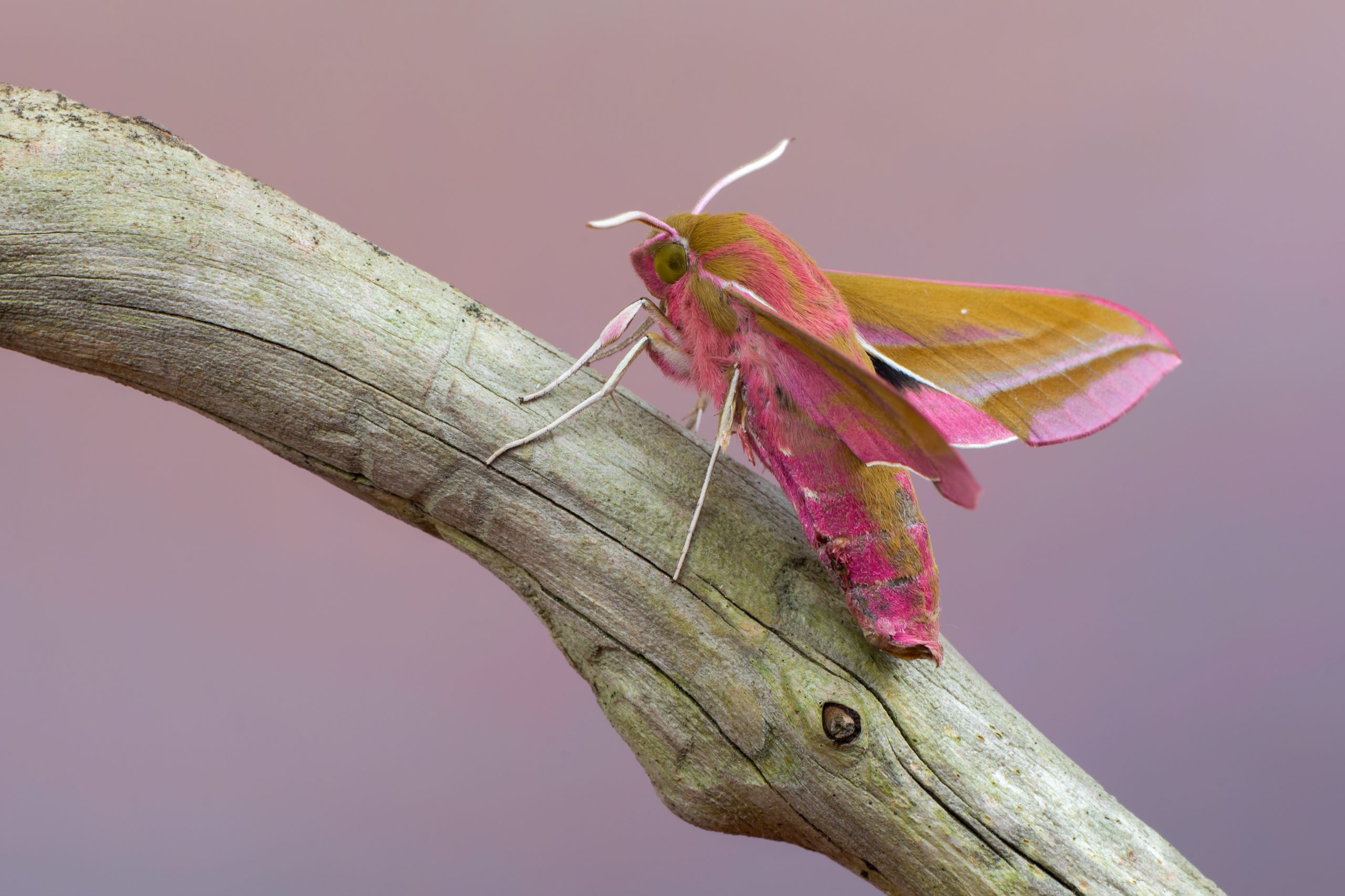 Makrobild av större snabelsvärmare
