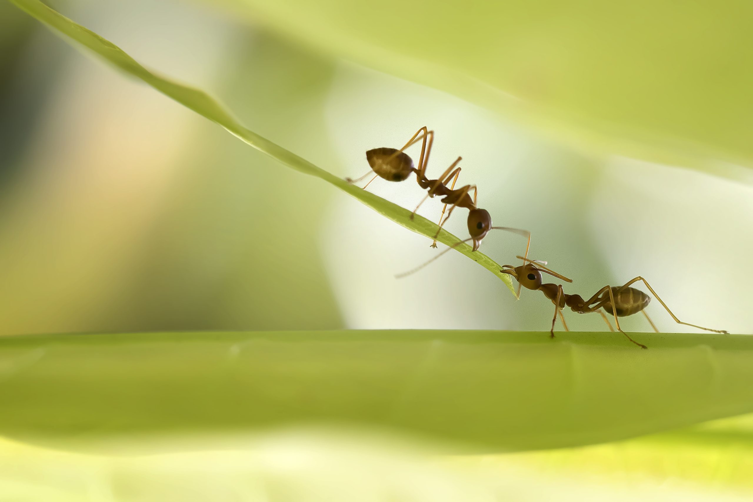 Två myror på ett blad.