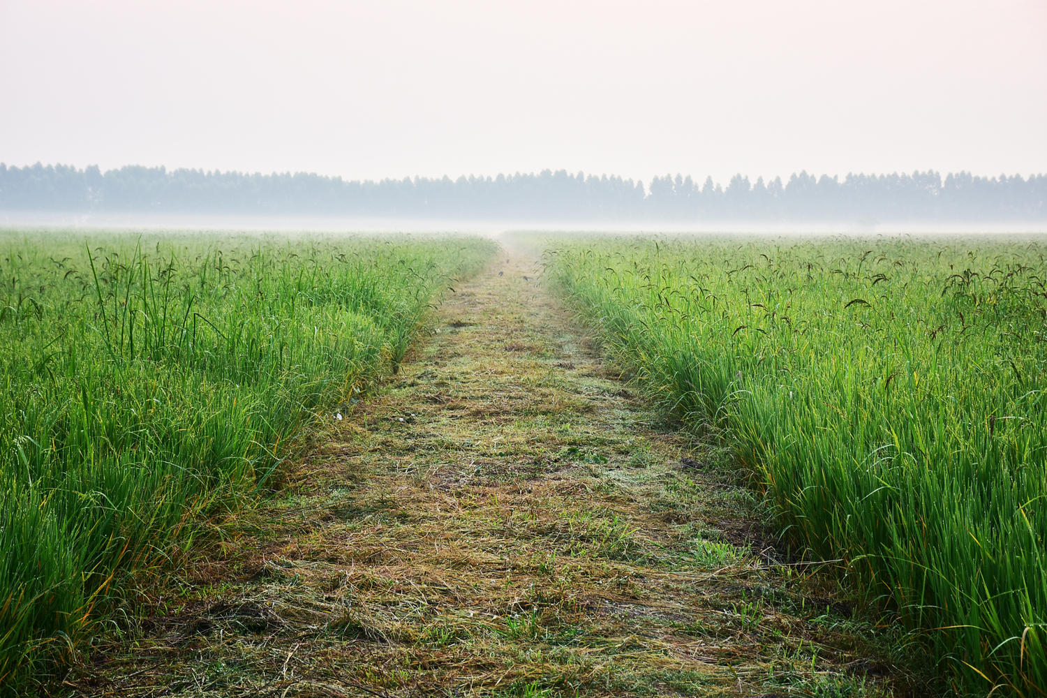 Stille og øde mark med træer i baggrunden