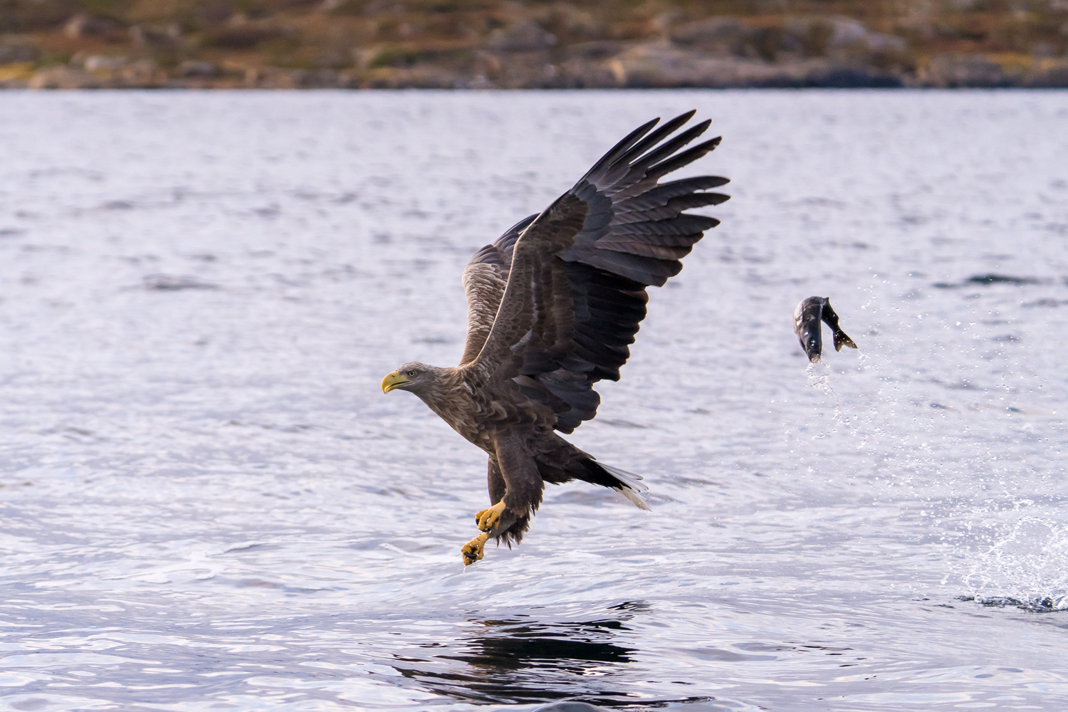 Ørn og fisk over vand