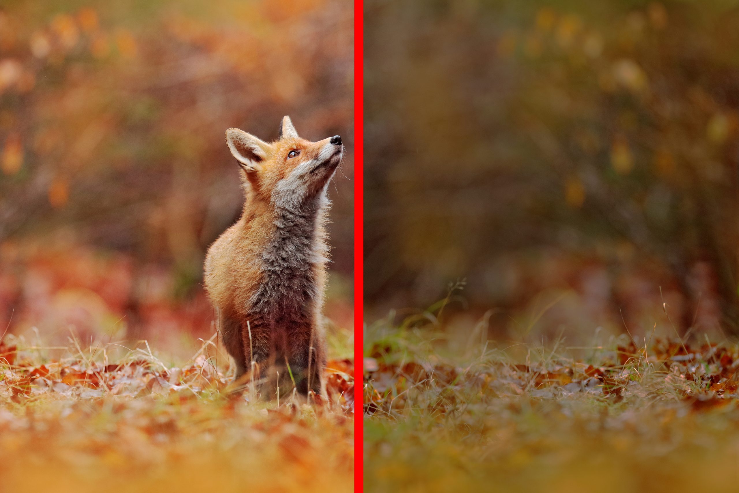 Bild av en räv, redigerad till vänster och oredigerad till höger