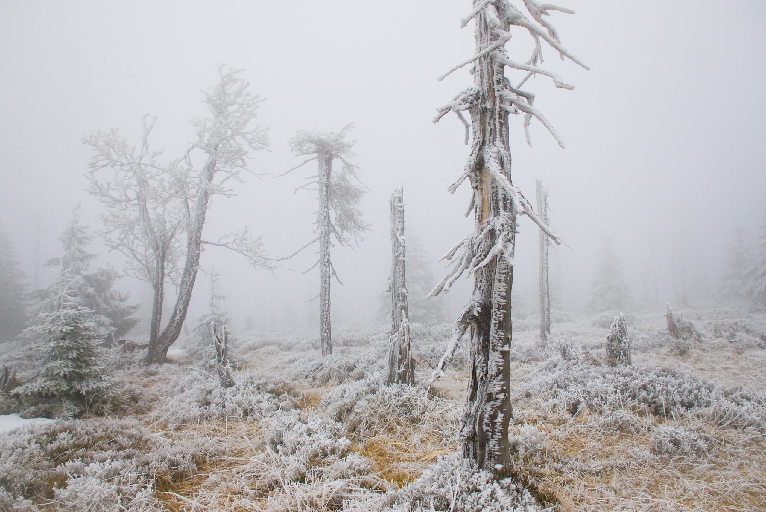 Paljaat puut sumussa