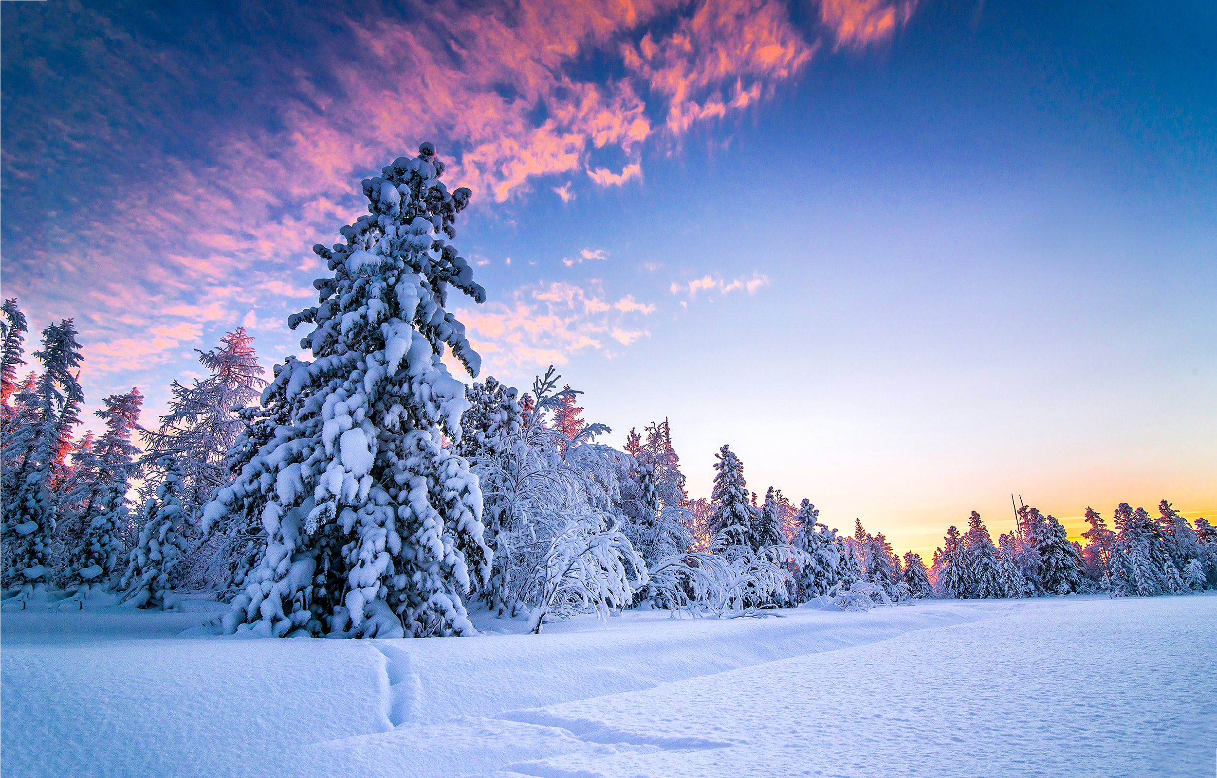 Landskap med tre og snø i solnedgang