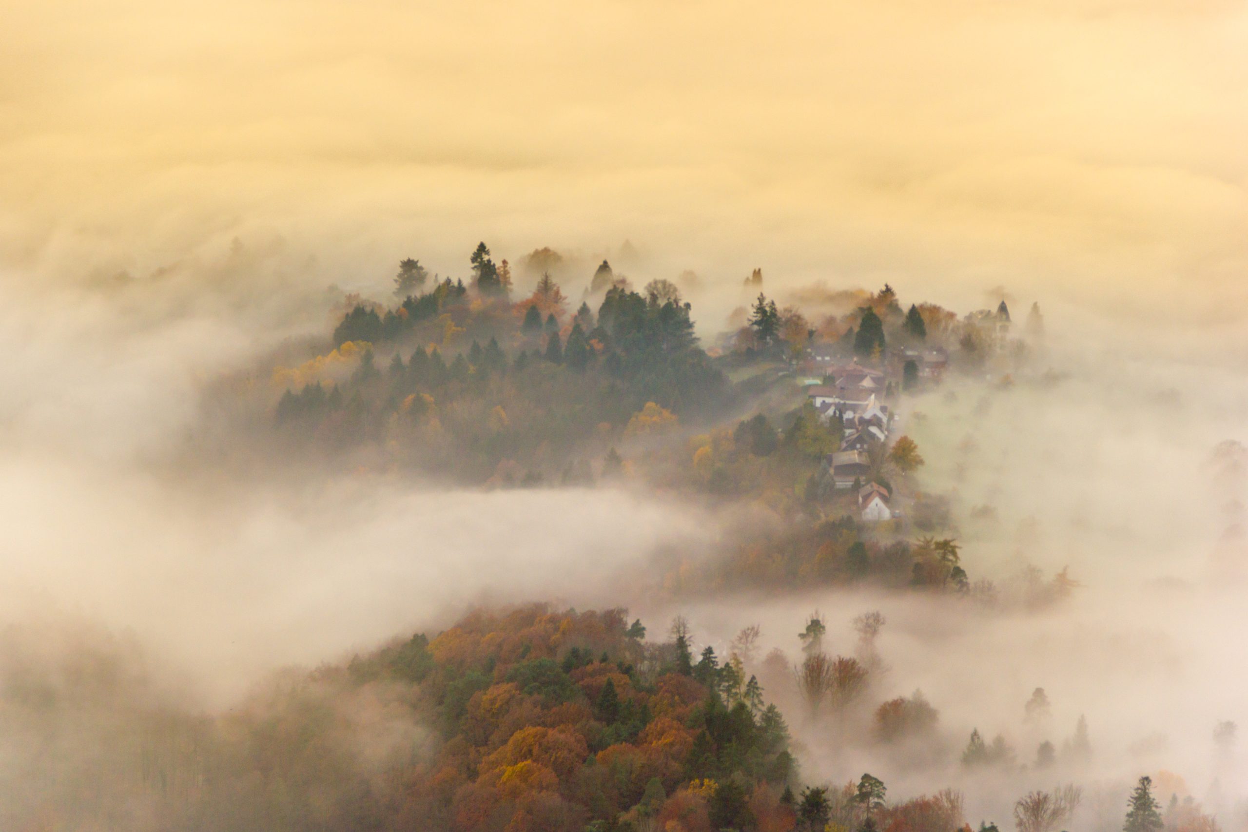 metsämaisema sumussa