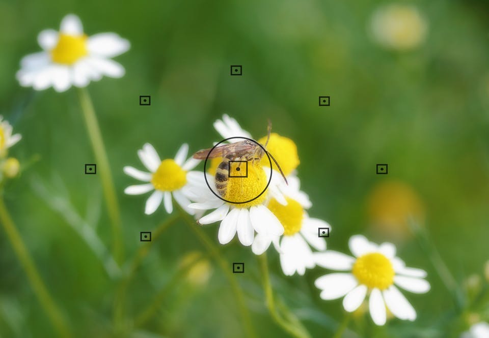 kukka ja mehiläinenblomst