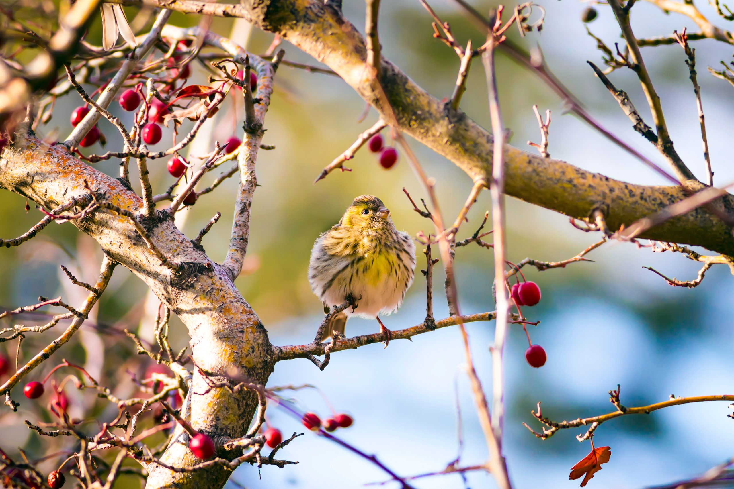 En fågel sitter på en gren