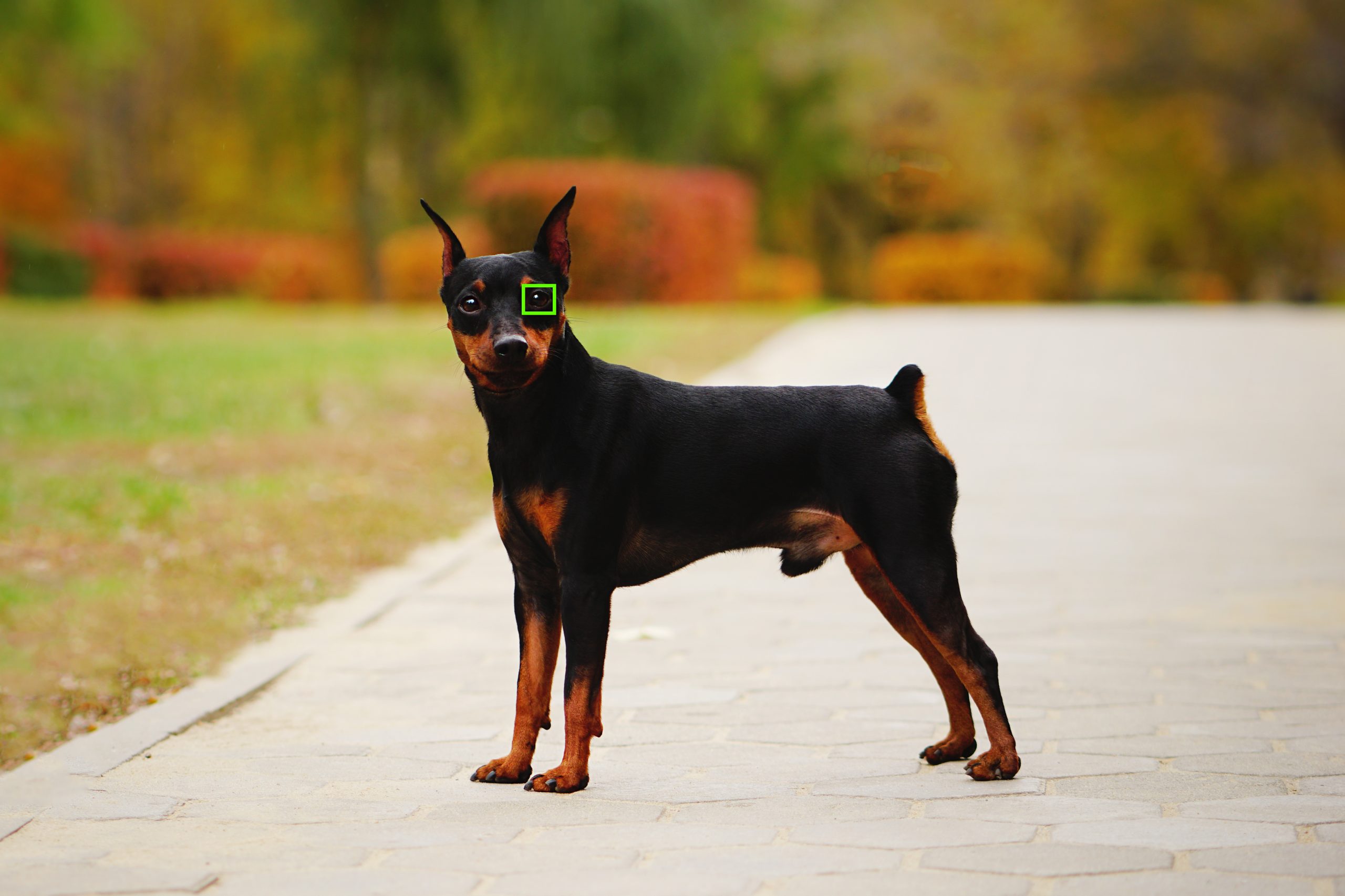 En hund med kæledyrsautofokus