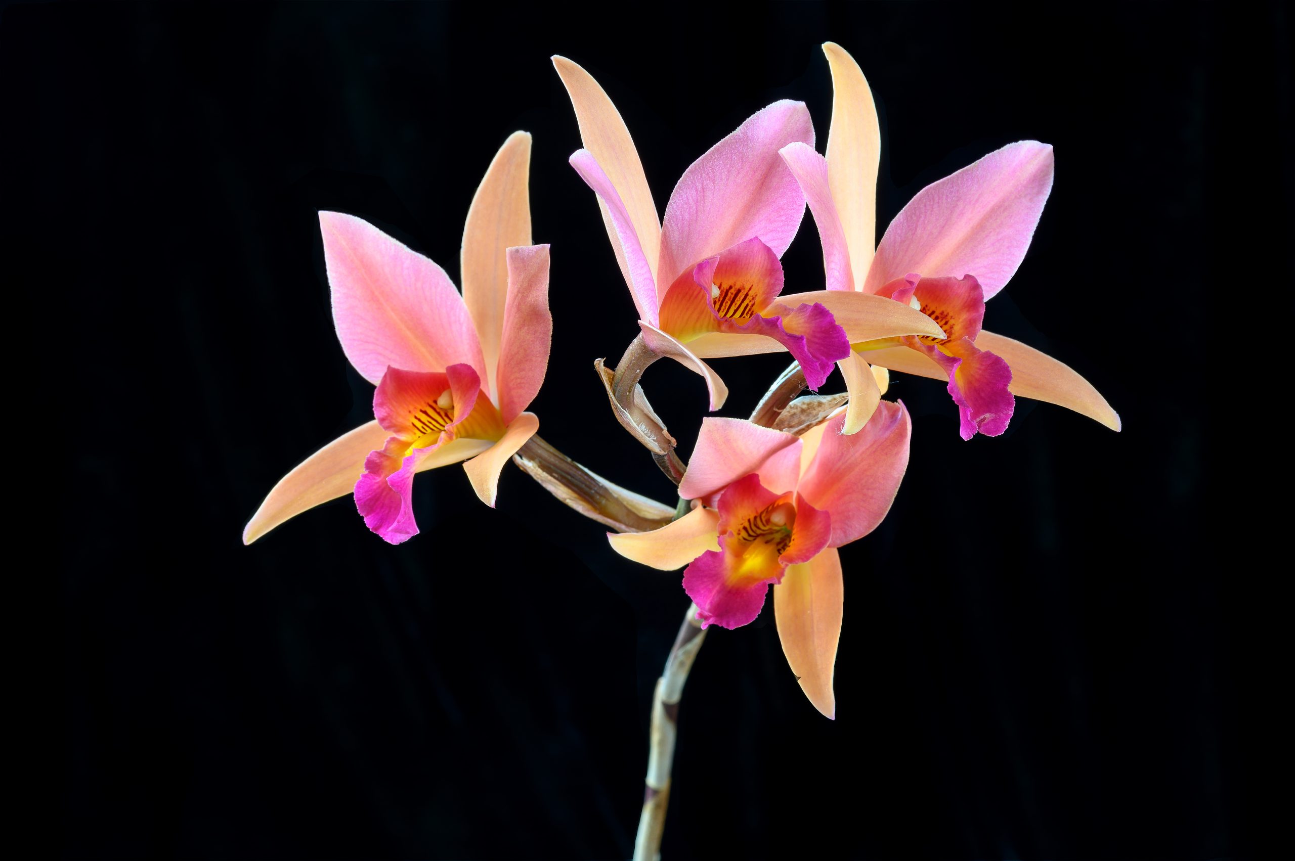 Orkidé fotograferet på sort baggrund