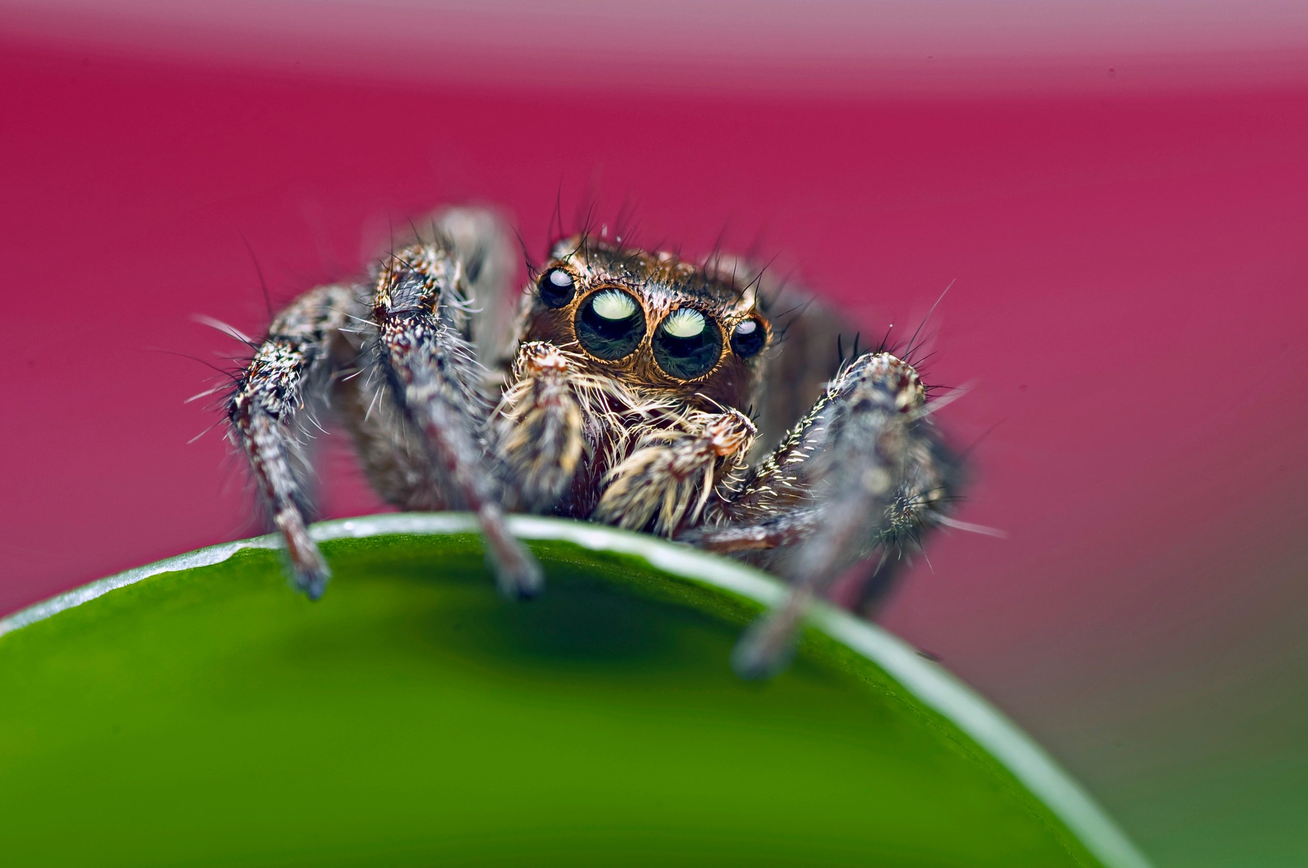 makrofotografi av en spindel