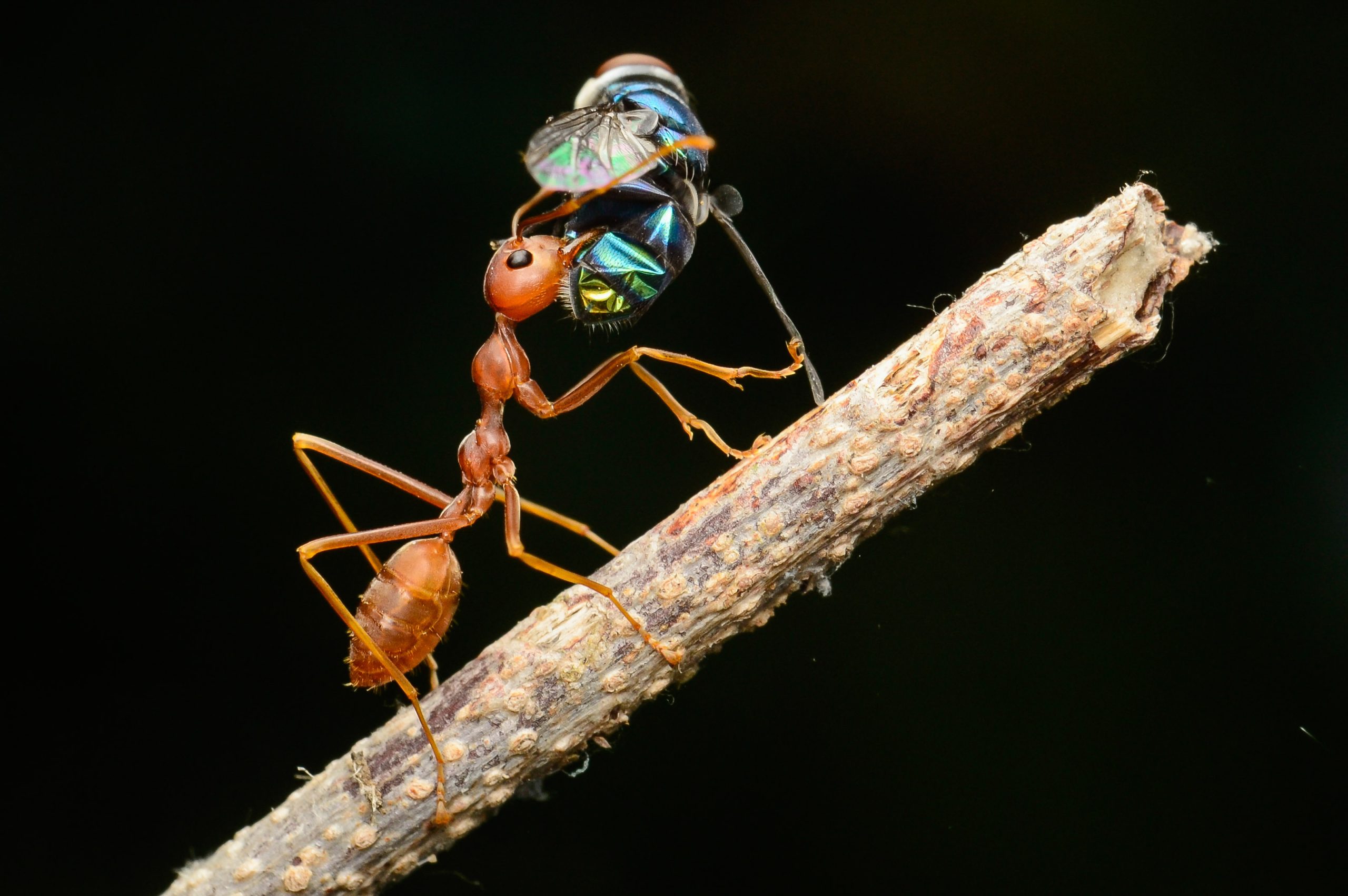 makrokuva muurahainen ja kärpänen