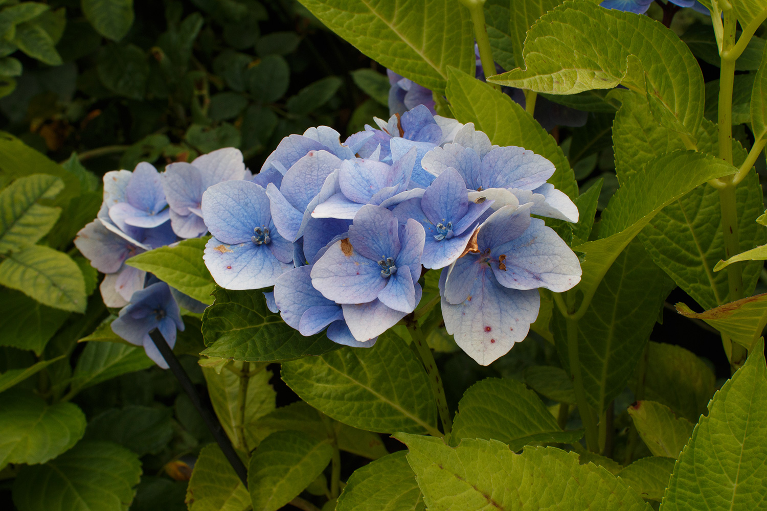Bilde av blomst med skarp bakgrunn