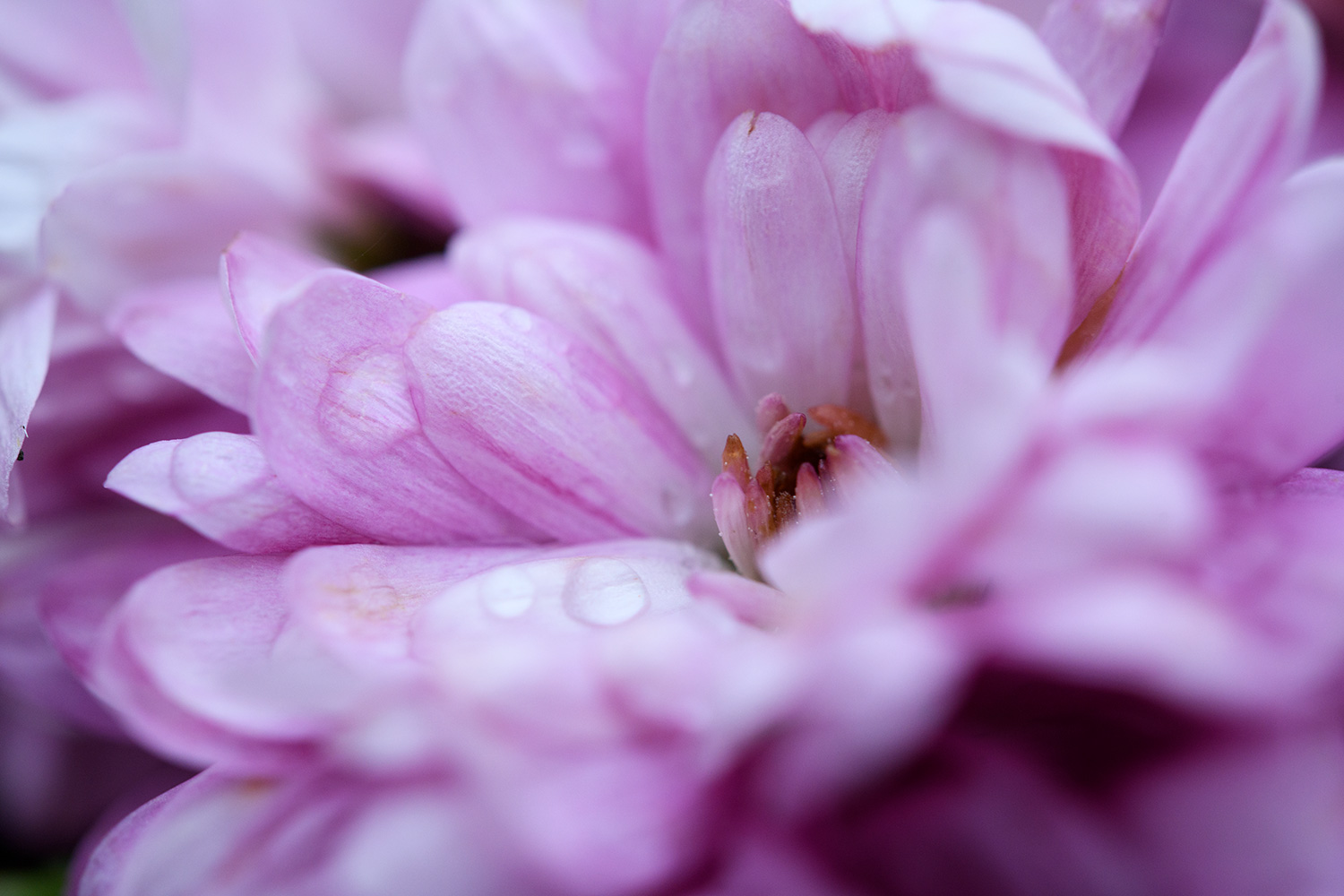 Makrobilde av blomst